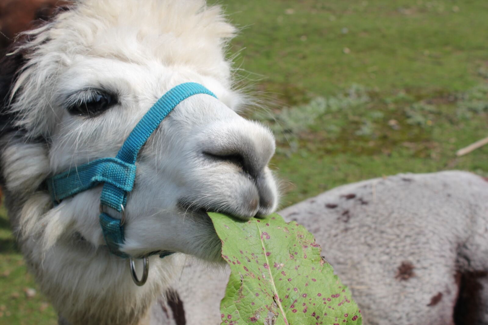 Canon EOS 550D (EOS Rebel T2i / EOS Kiss X4) sample photo. Nature, alpaca, animal photography