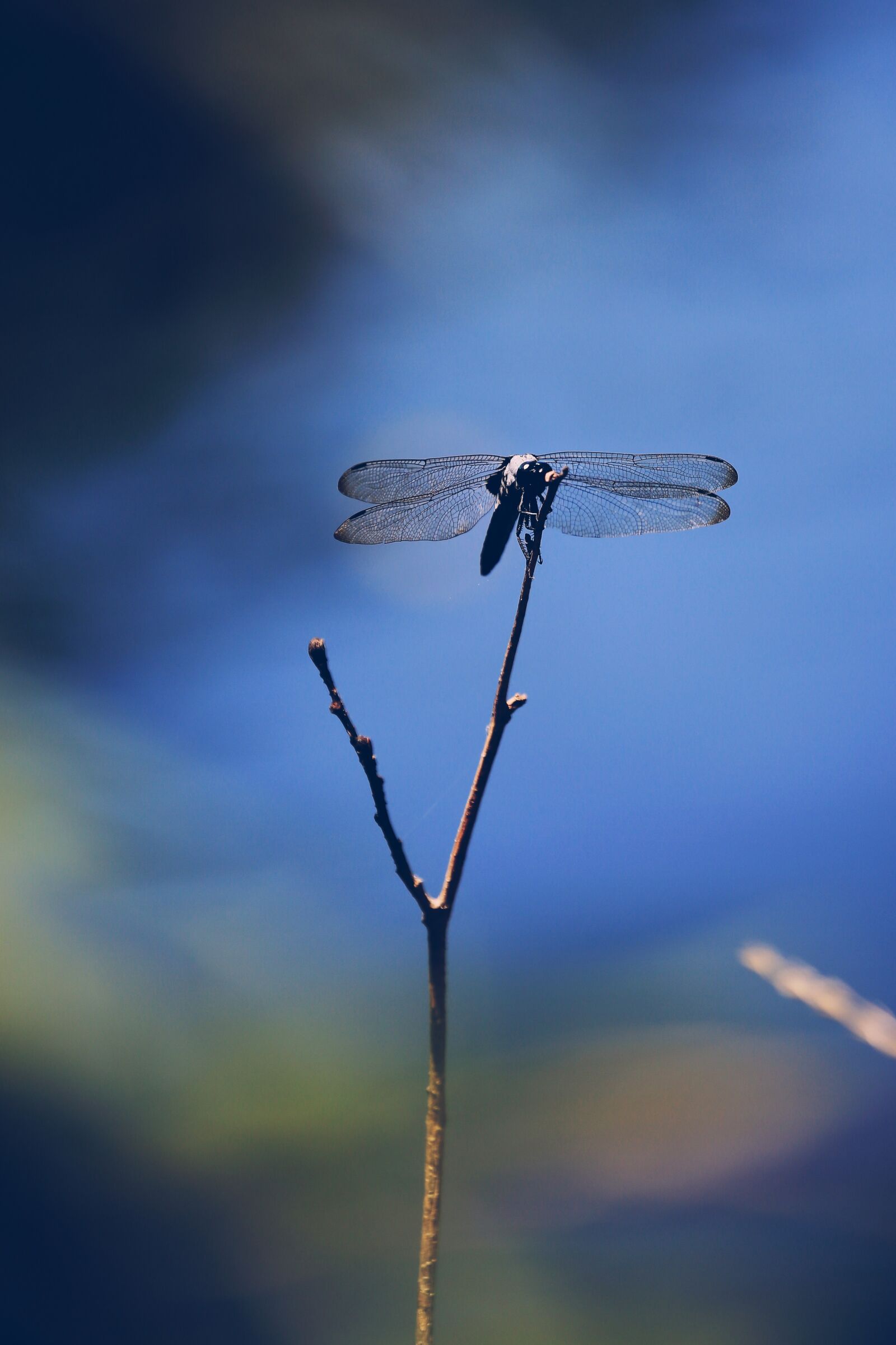 Canon EOS 5D Mark III sample photo. Dragonfly, anisoptera, epiprocta photography