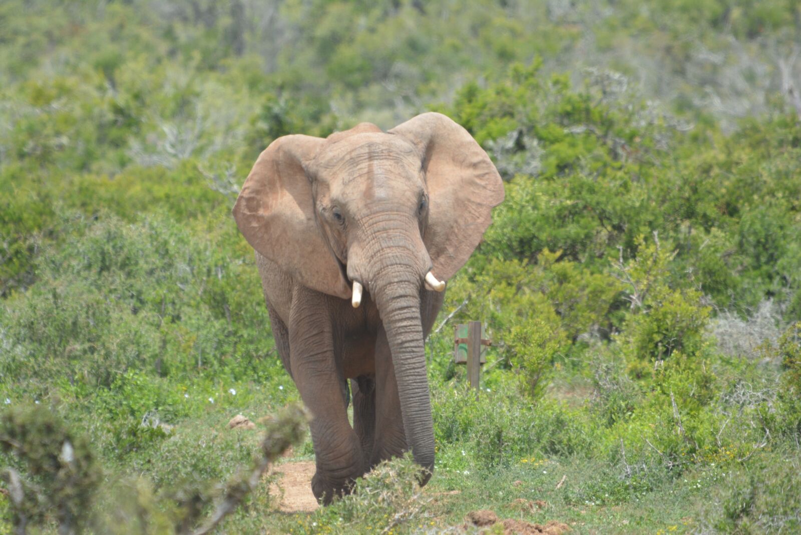 Nikon D5200 sample photo. Elephant, wildlife, animal photography