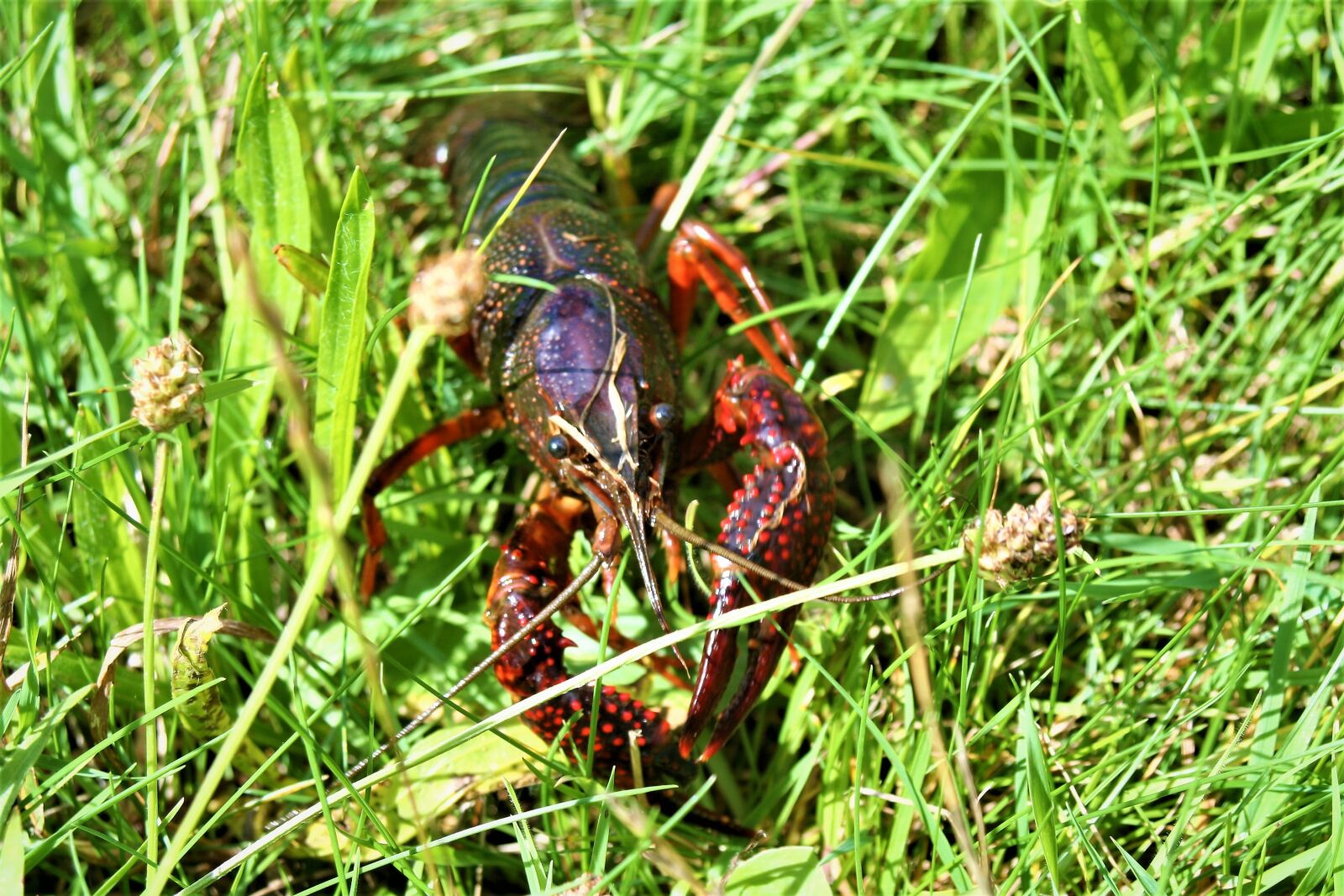 Canon EOS 350D (EOS Digital Rebel XT / EOS Kiss Digital N) sample photo. Crayfish, crawfish, lobster photography
