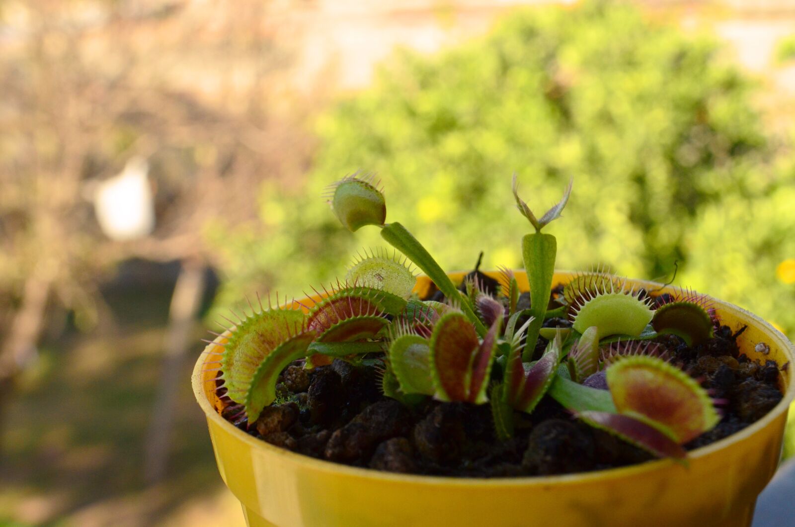 Nikon D5100 sample photo. Plant, carnivorous, fly photography