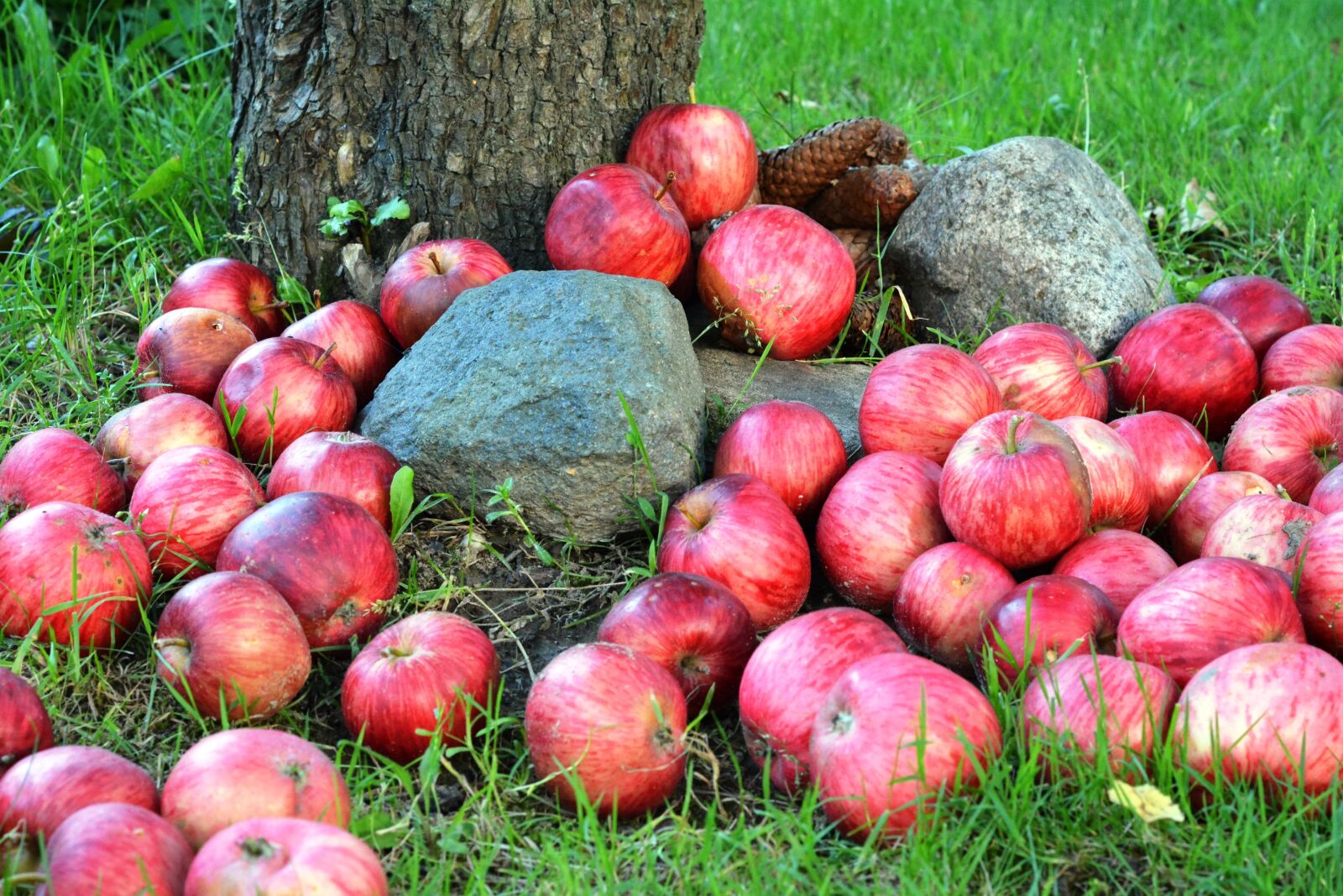 Nikon D5200 sample photo. Apple, apples, fruit photography