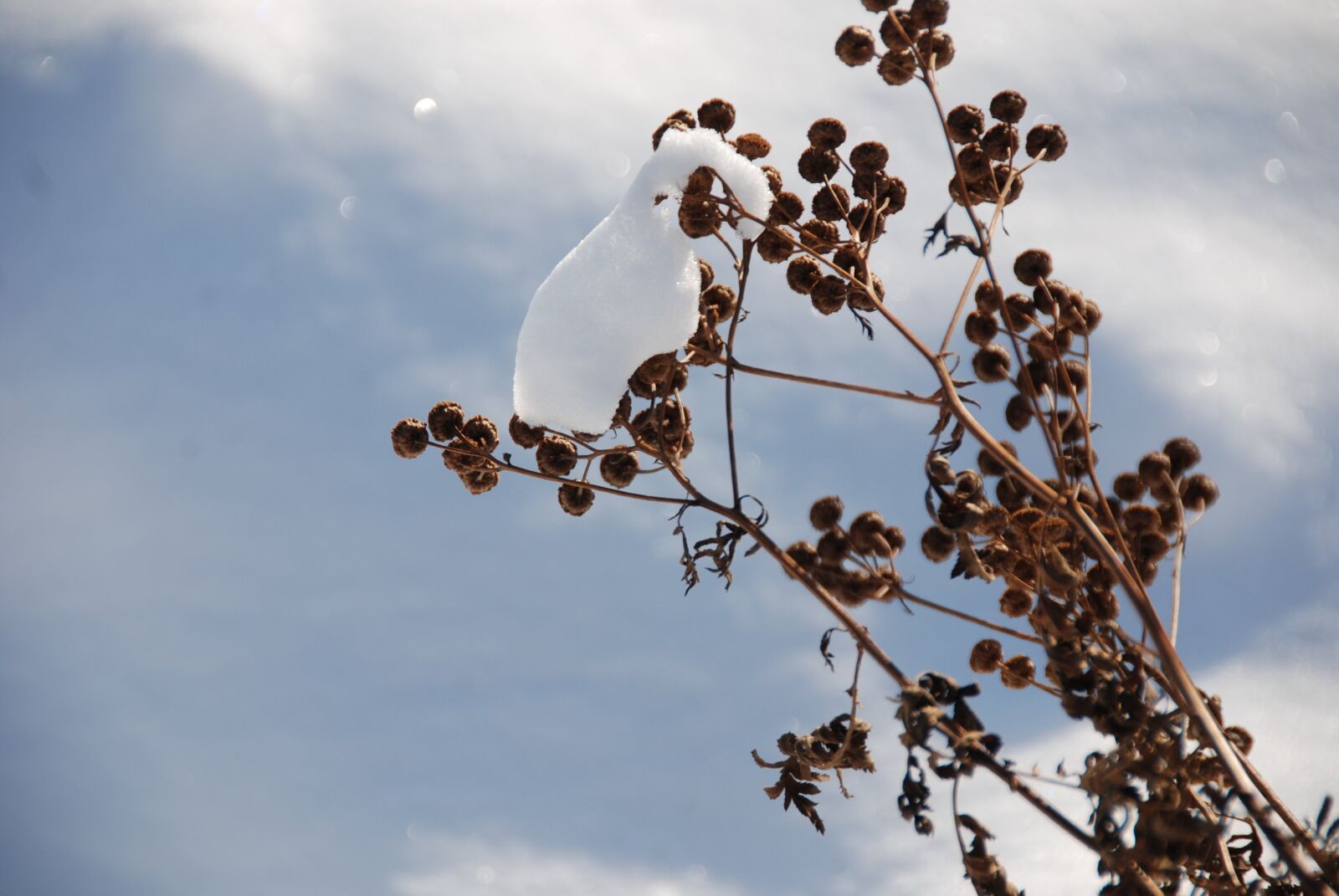 Nikon D80 sample photo. Stonecrop dried, sedum withered photography