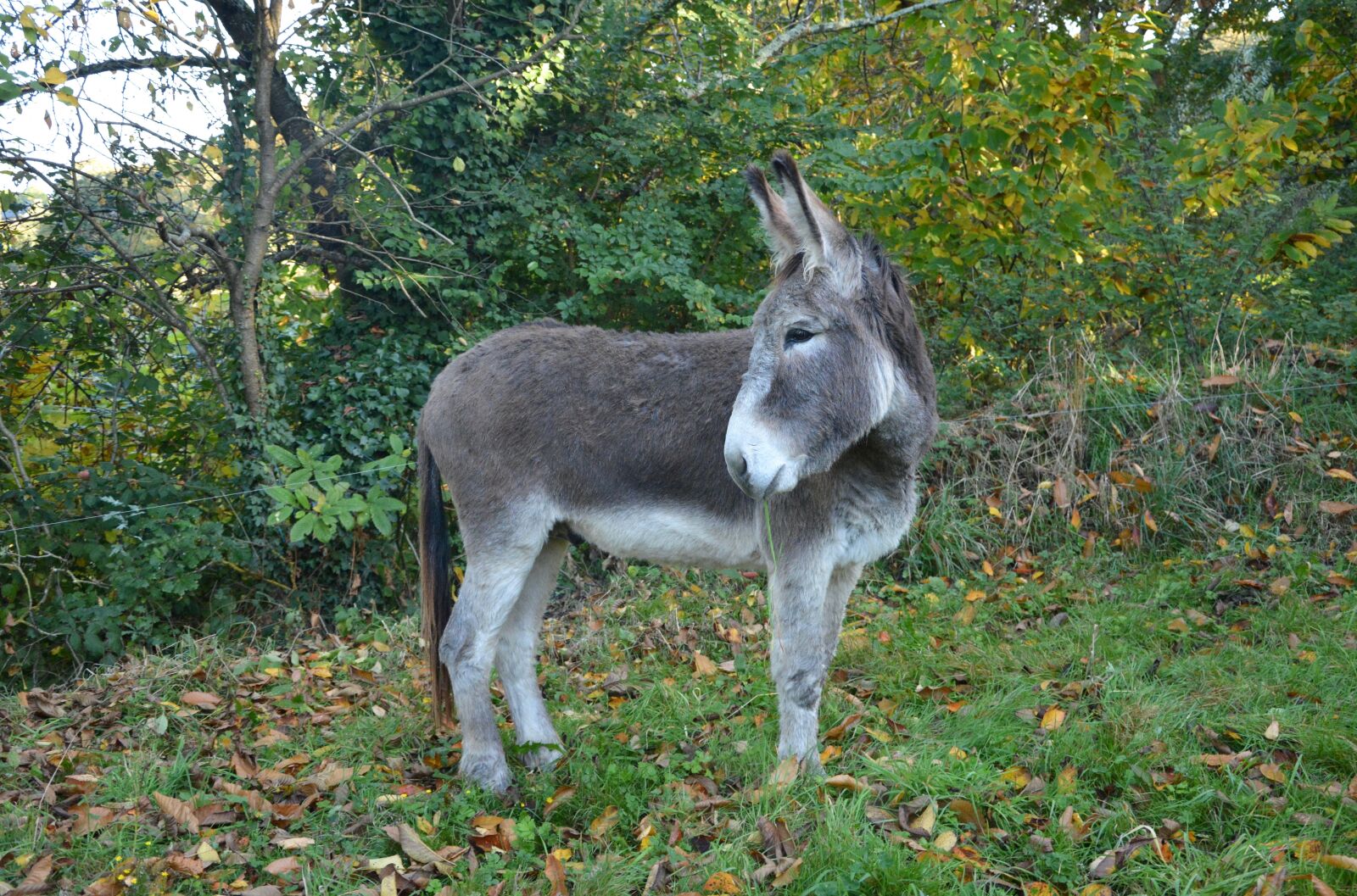 Nikon D5200 sample photo. Donkey, young ass, equine photography