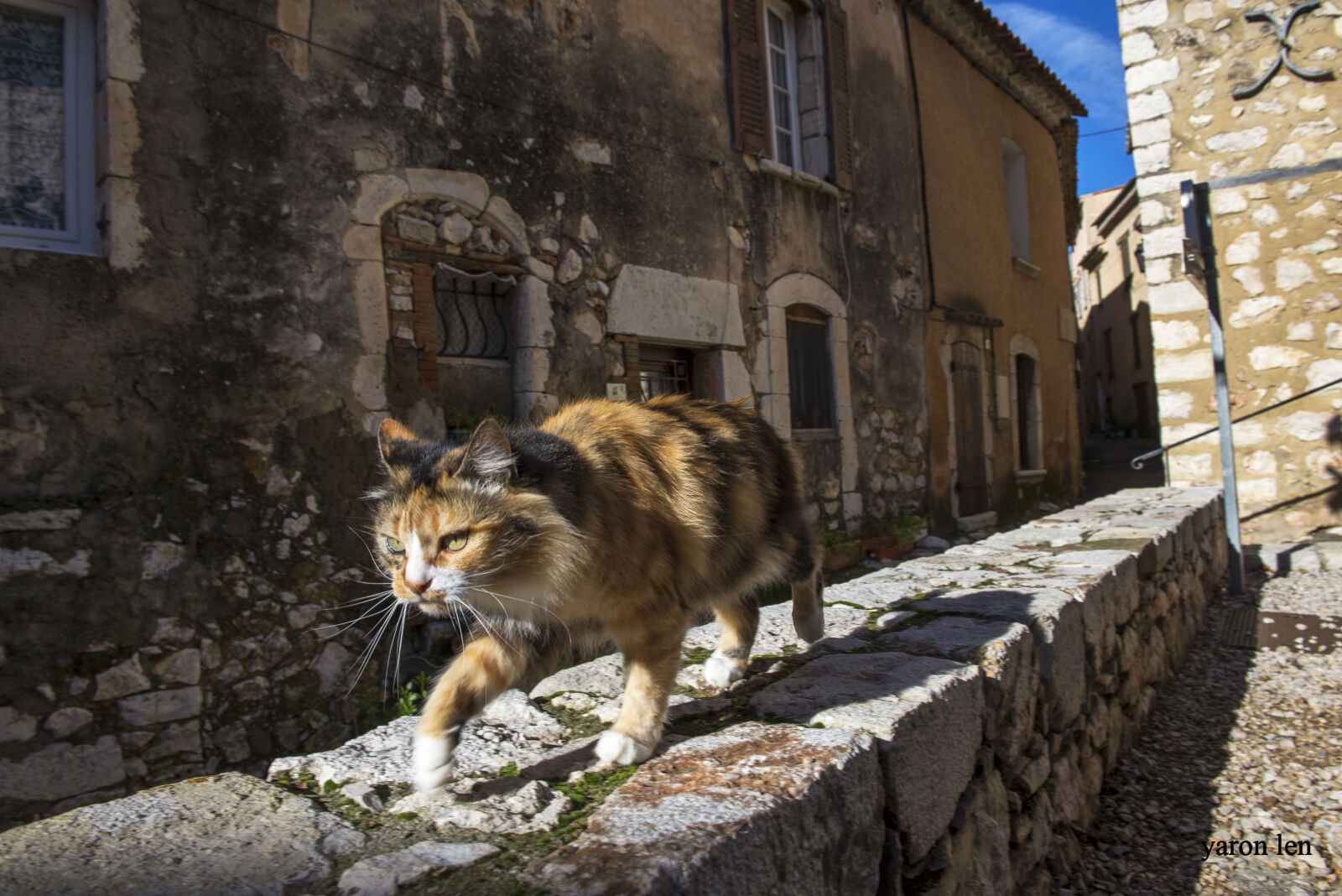 Nikon D600 + Nikon AF-S Nikkor 24-70mm F2.8G ED sample photo. Cat, small, tiger photography