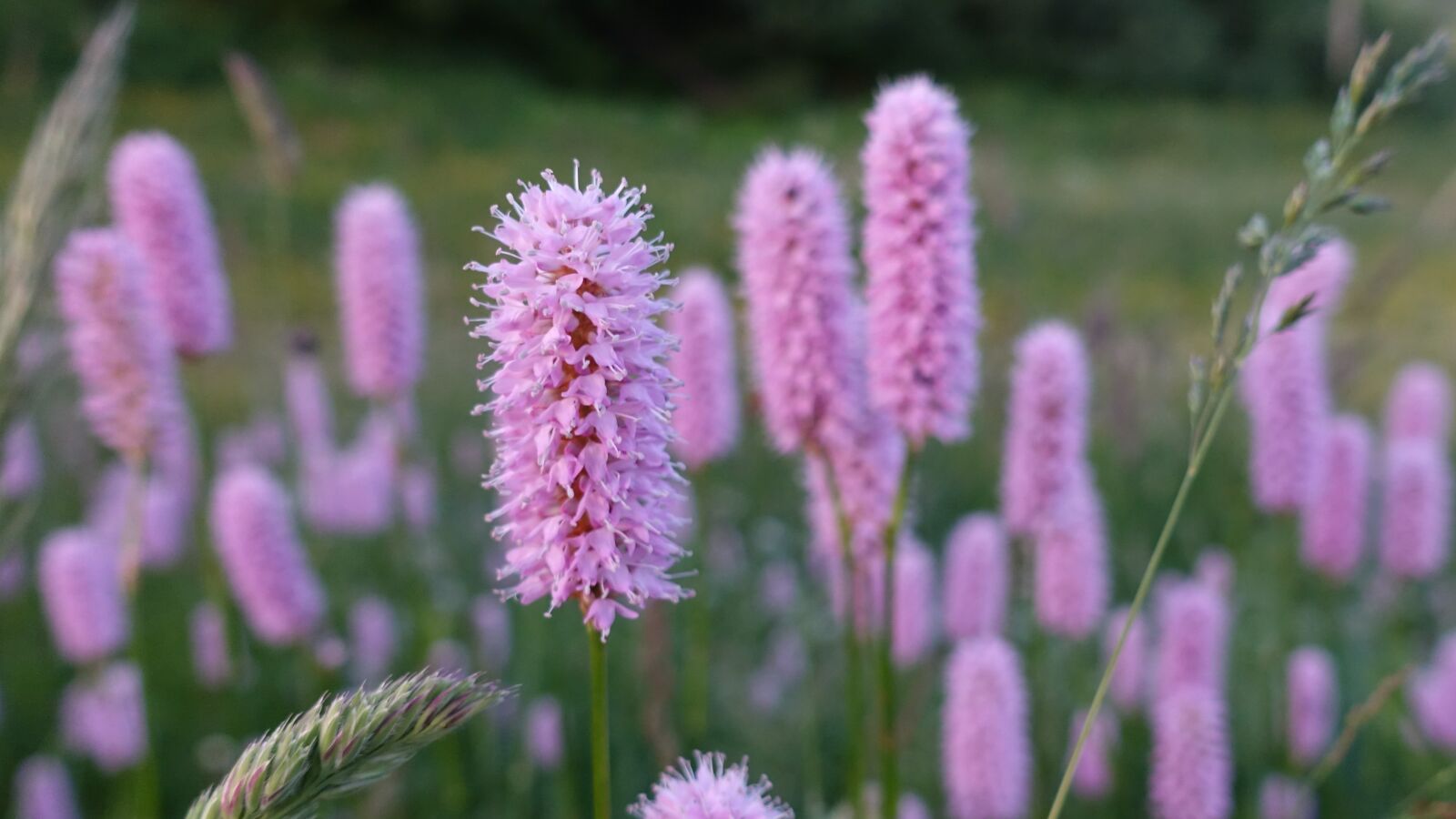 Sony Cyber-shot DSC-RX100 IV sample photo. Mountain spring, flowers, pink photography