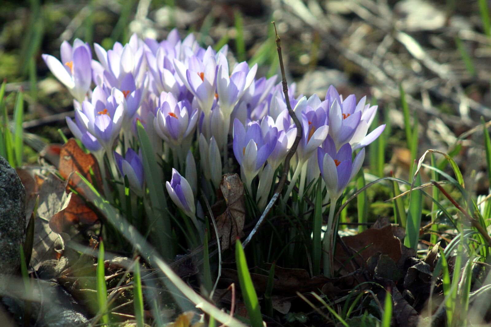 Canon EOS 1300D (EOS Rebel T6 / EOS Kiss X80) sample photo. Spring, crocus, flower photography