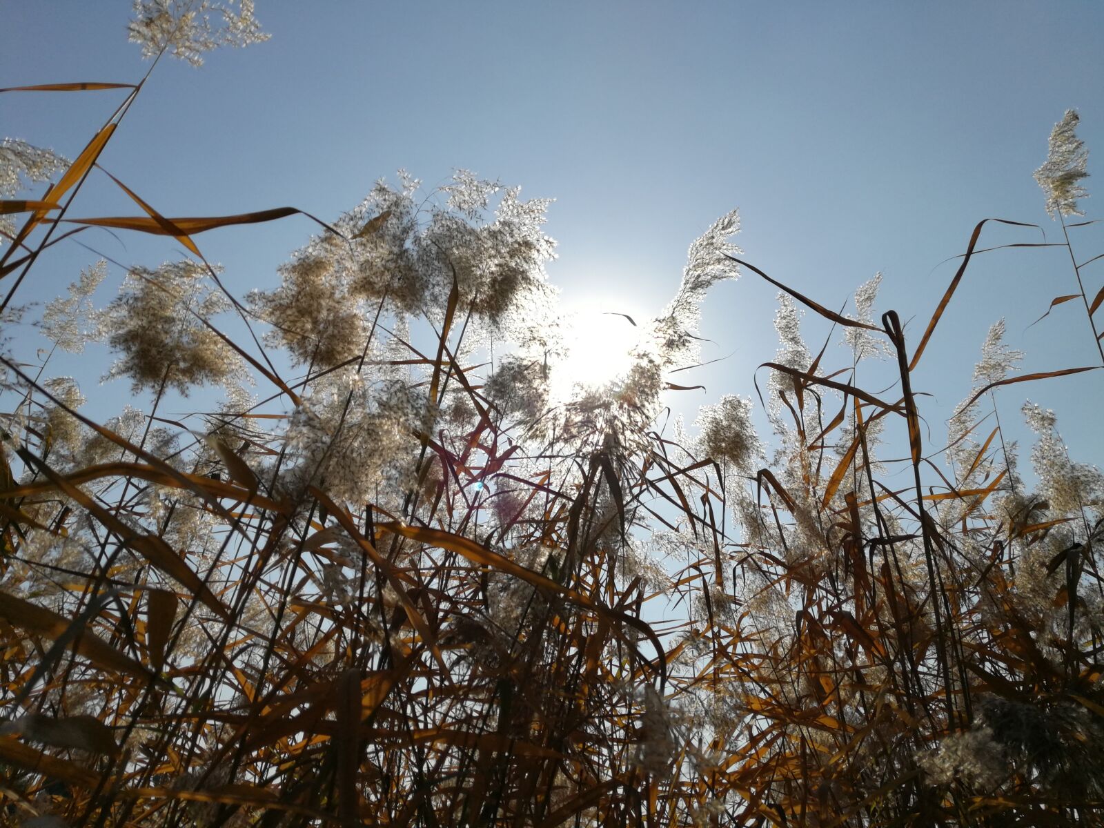 HUAWEI P10 Plus sample photo. Autumn, park corner, reed photography