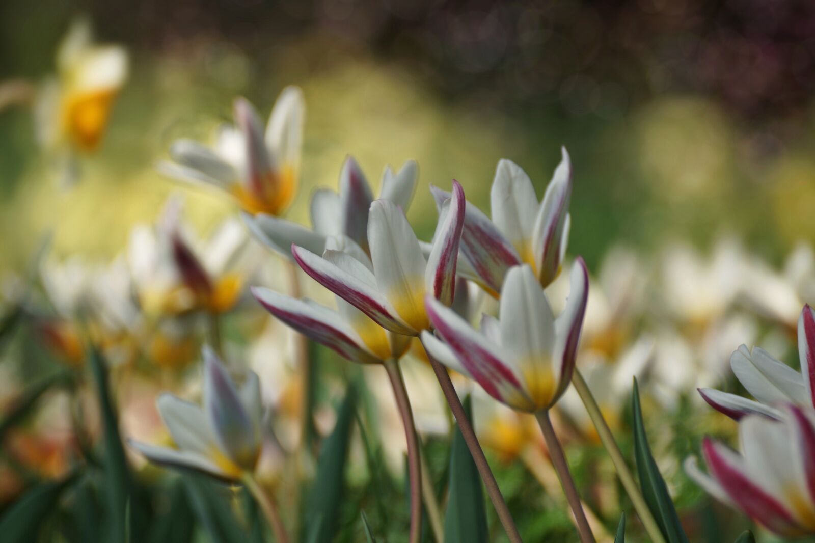 Sony DT 55-300mm F4.5-5.6 SAM sample photo. Tulips, meadow, spring photography