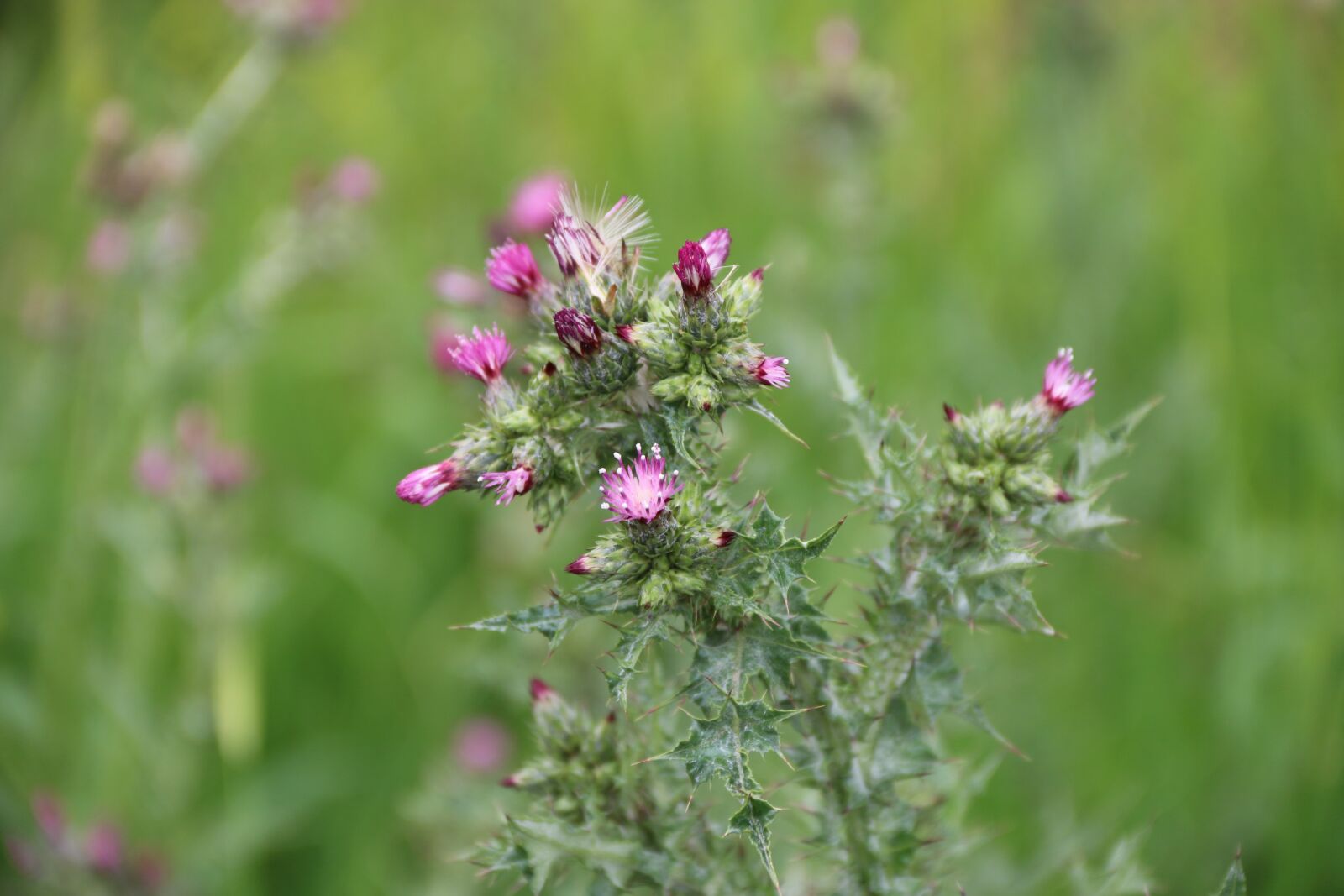 Canon EF-S 18-135mm F3.5-5.6 IS sample photo. Pink, purple, flower photography