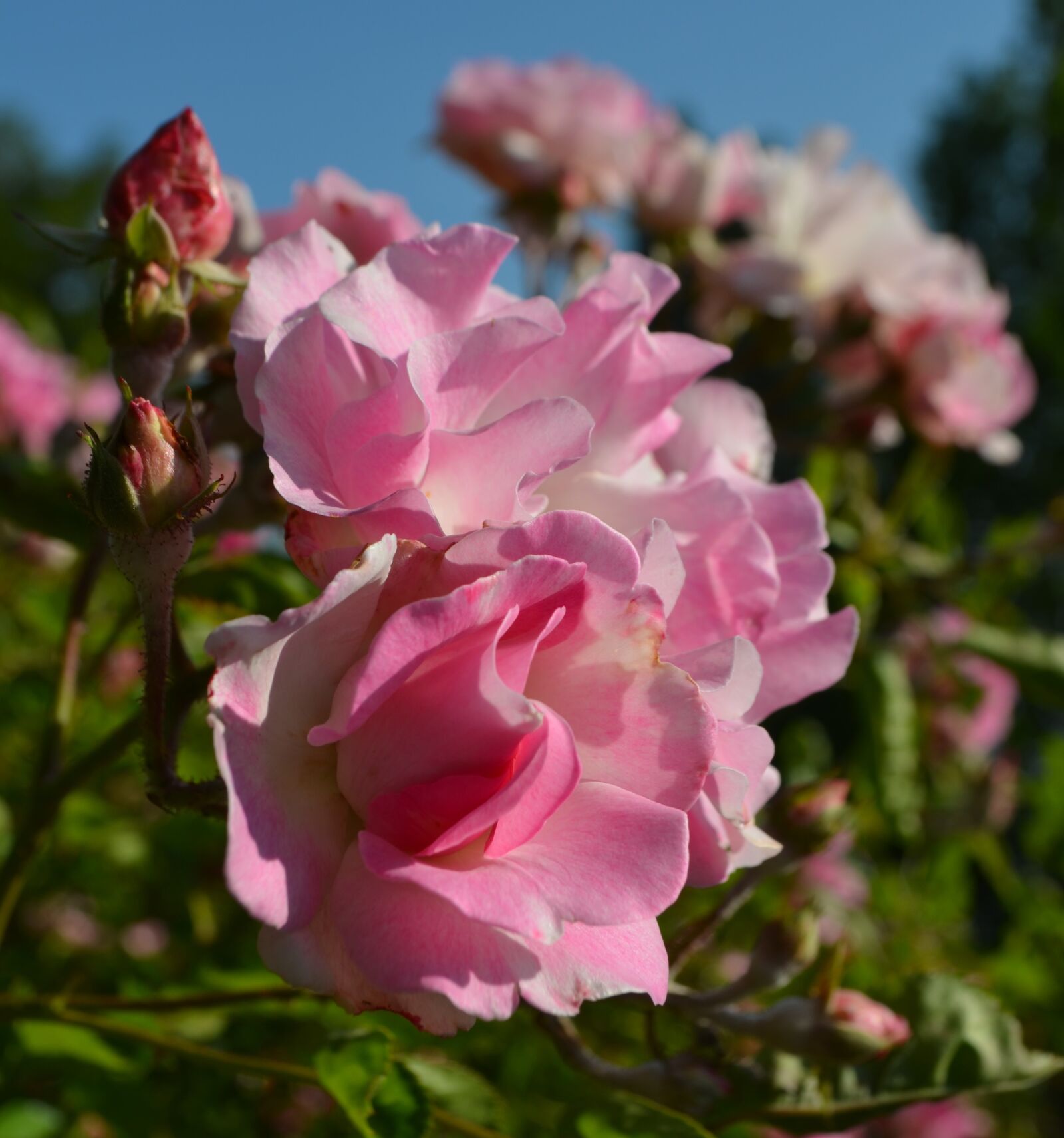 Nikon D5100 sample photo. Rose, flower, beauty photography