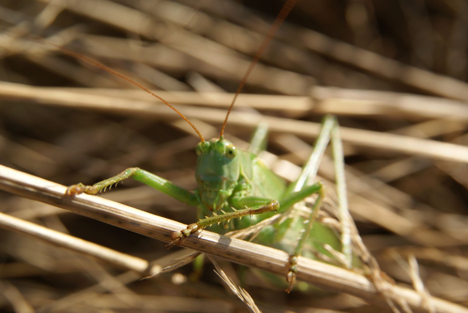 Sony Alpha DSLR-A300 sample photo. Tettigonia viridissima, grasshopper, insect photography