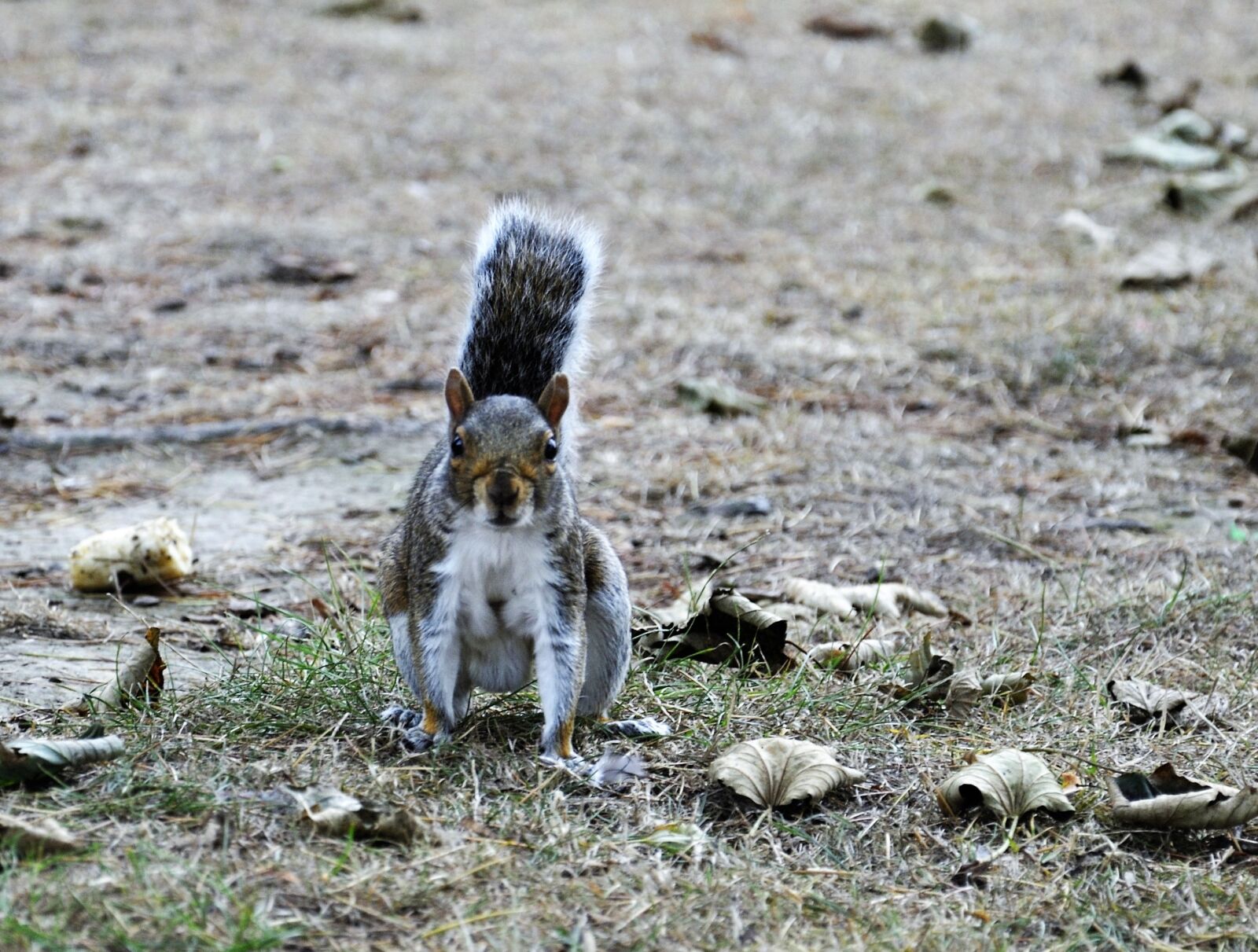 Nikon D90 sample photo. Squirrel, grey, animal photography