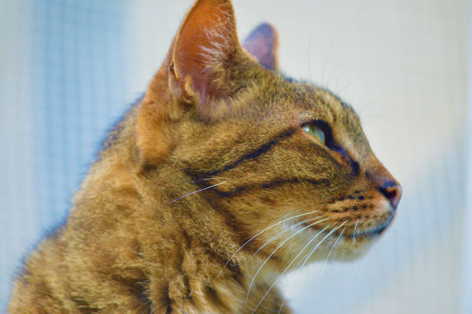 Nikon D3200 sample photo. Cat, portrait, eyes photography