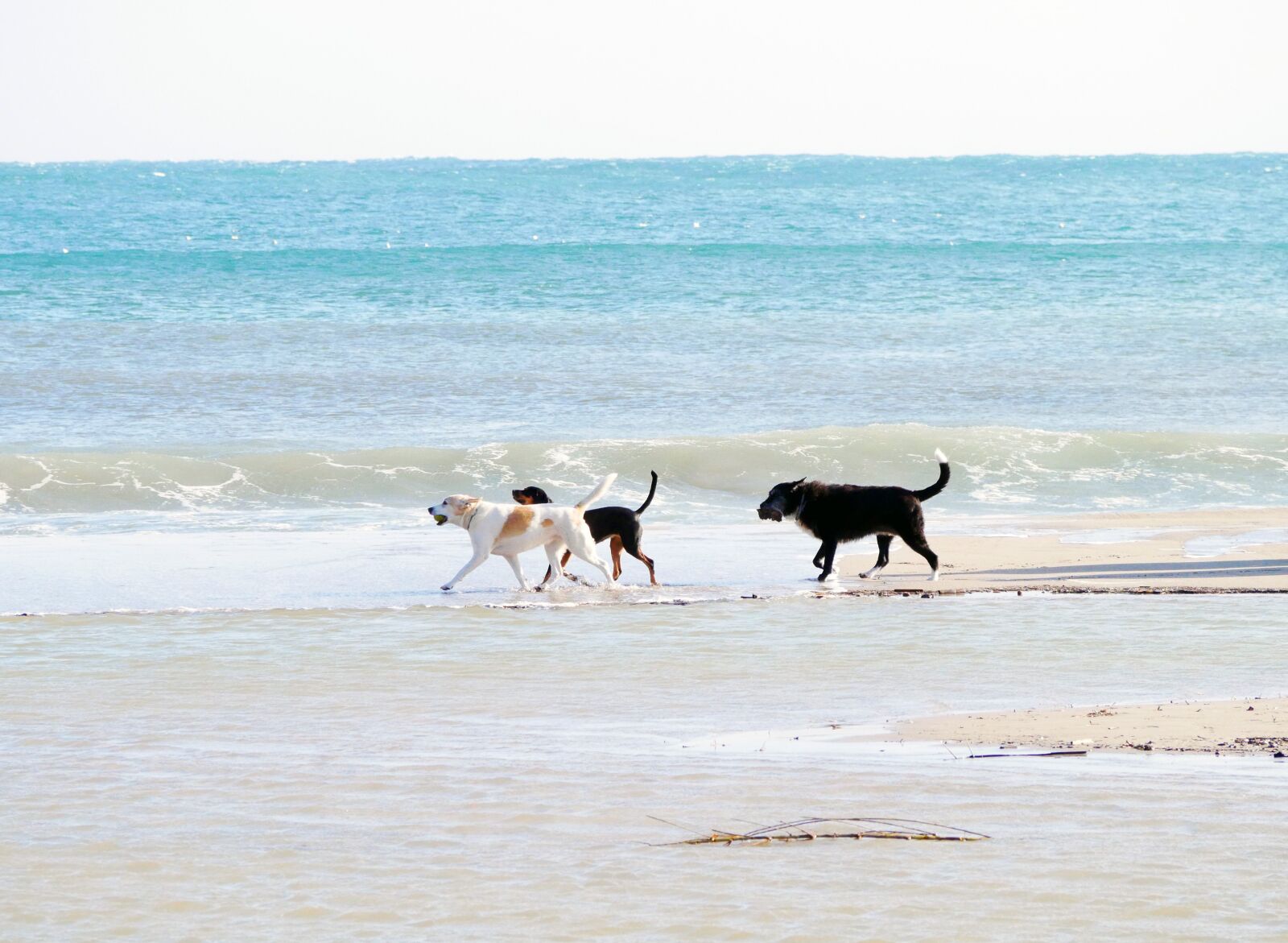 Panasonic Lumix DMC-GX85 (Lumix DMC-GX80 / Lumix DMC-GX7 Mark II) sample photo. Walk on the beach photography