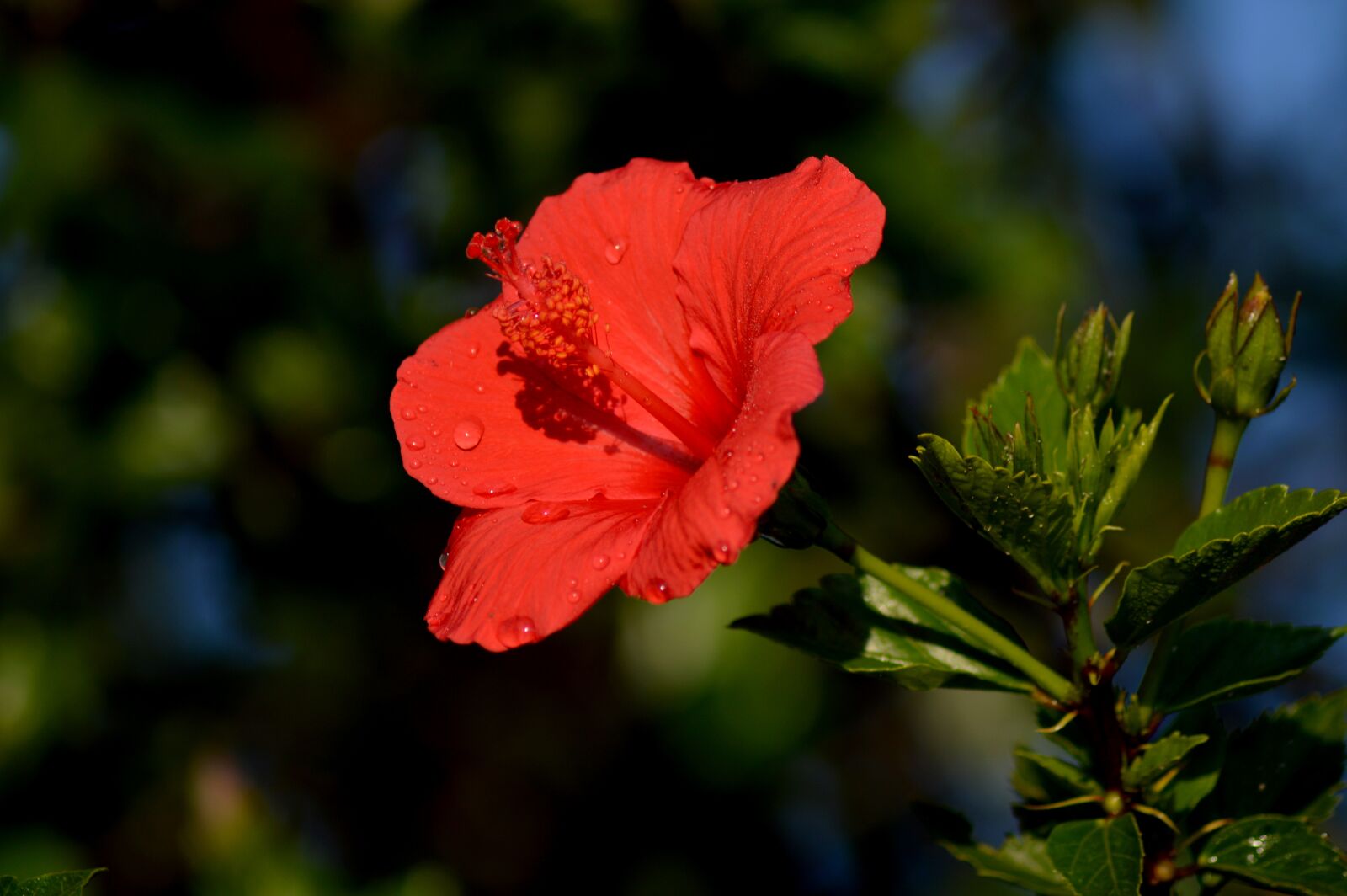 Nikon D3200 sample photo. Red, flower, bloom photography