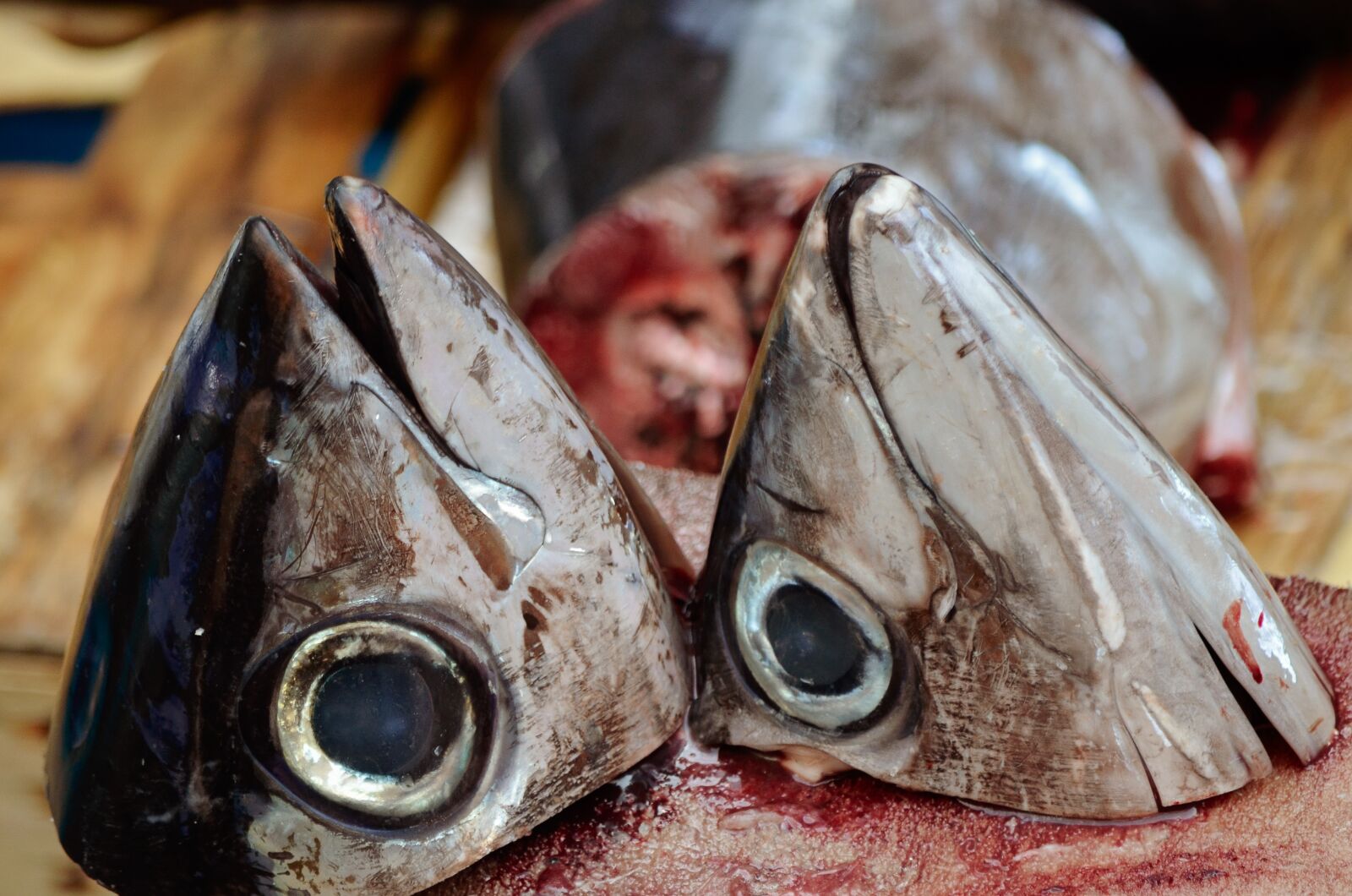 Nikon D7000 sample photo. Animals, fish, sea photography