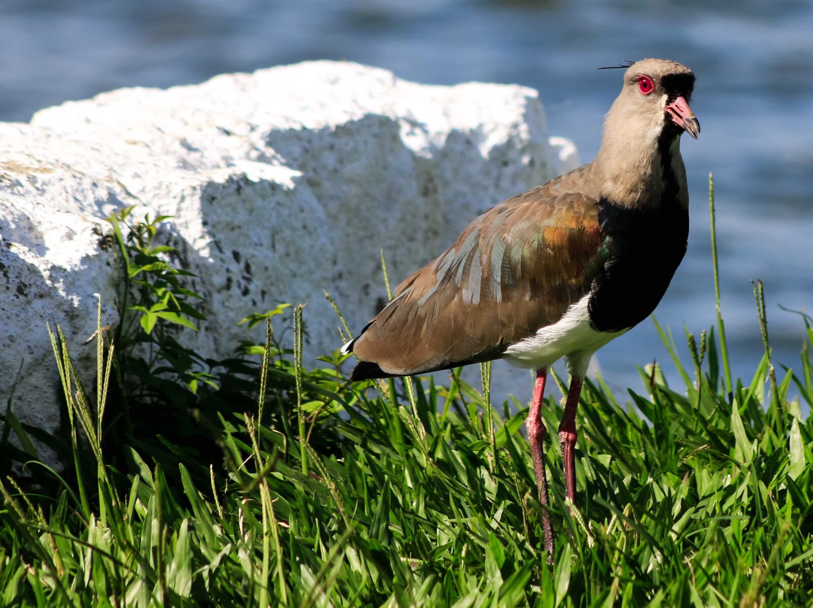 Canon EF75-300mm f/4-5.6 sample photo. Bird, i want to photography