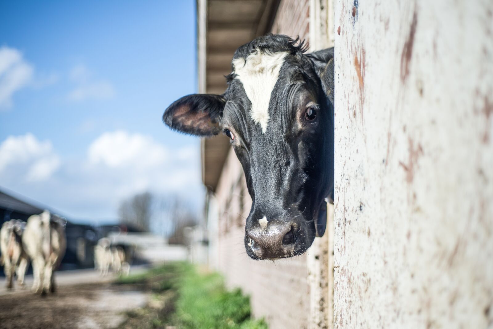 Nikon D600 sample photo. Cow, curious, look photography