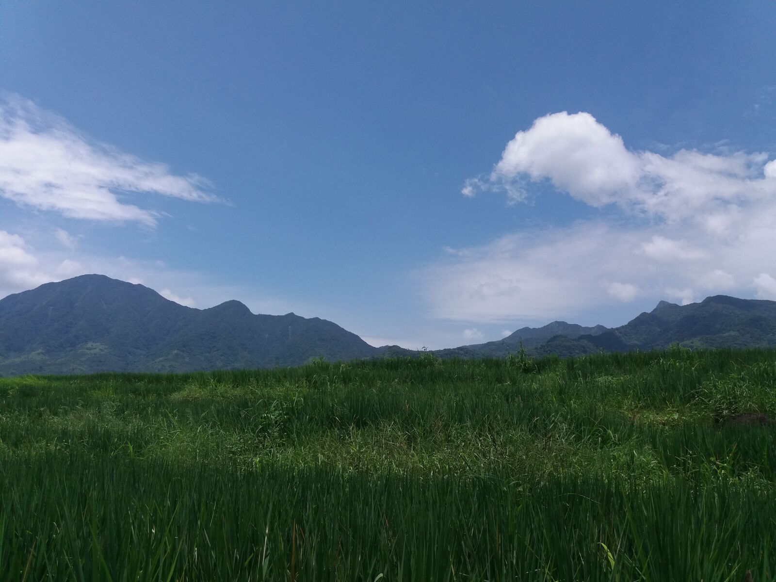 Samsung Galaxy J5(2016) sample photo. Mother nature, green grass photography