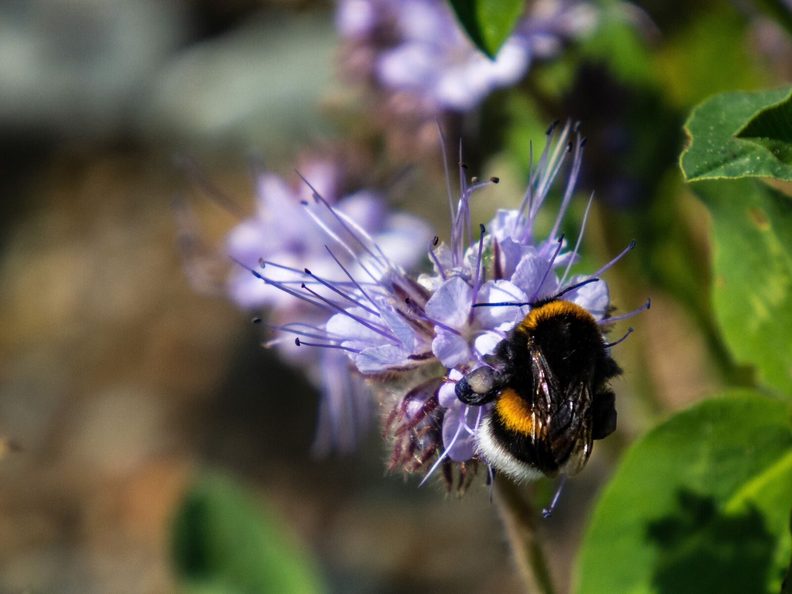 Olympus OM-D E-M10 III sample photo. Bumble-bee, flower, plant photography
