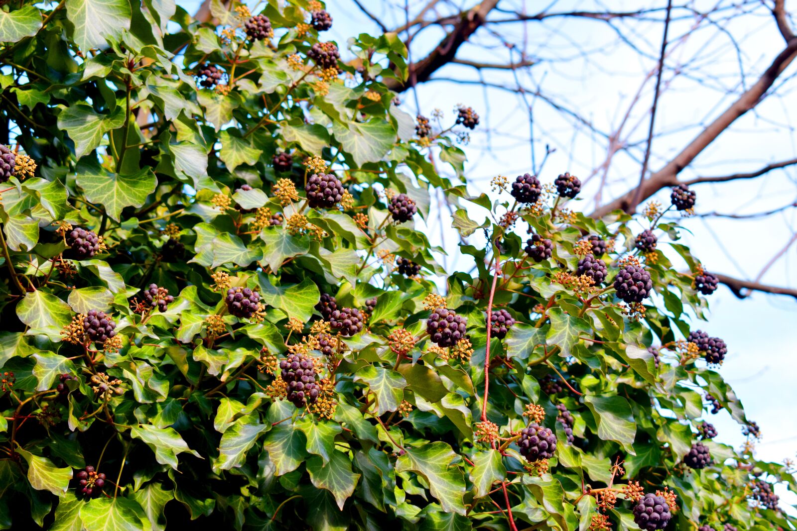Nikon D5300 sample photo. Berries, germany, karlsruhe photography