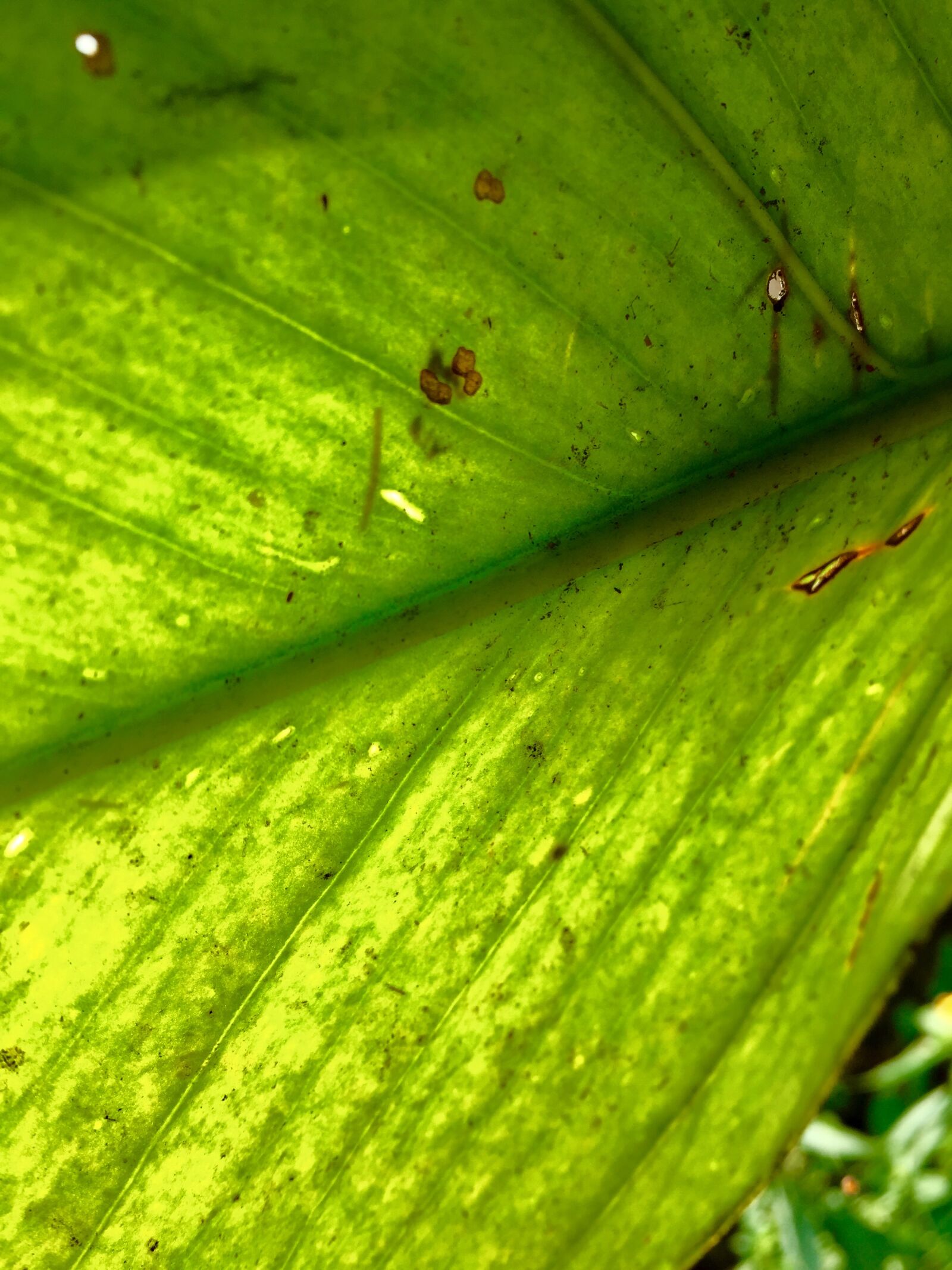 iPhone 6 back camera 4.15mm f/2.2 sample photo. Green, leaf, spring photography