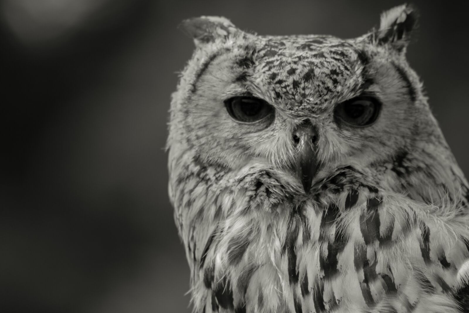Canon EOS 760D (EOS Rebel T6s / EOS 8000D) sample photo. Black and white, animal photography