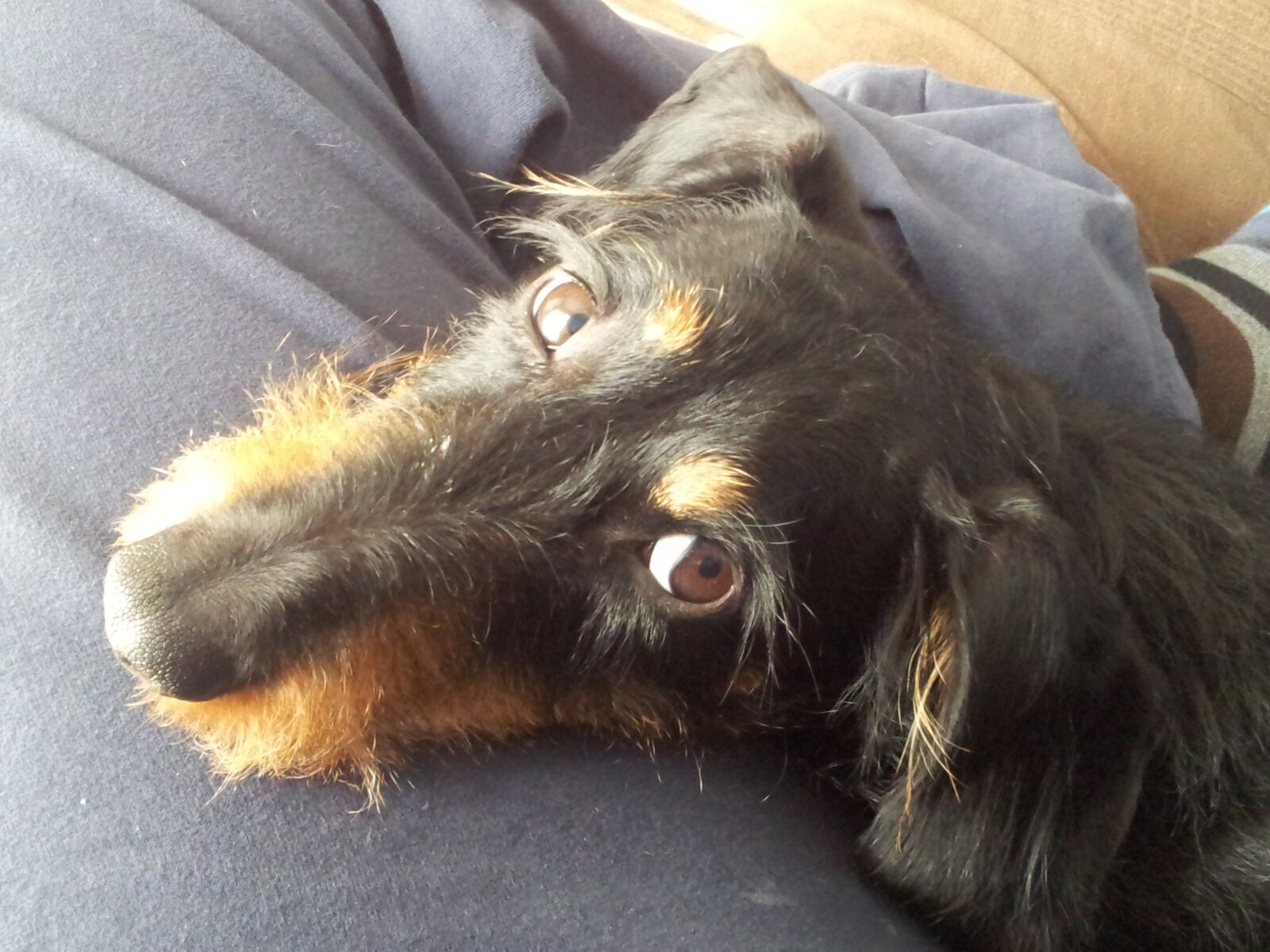 Samsung Galaxy S2 sample photo. Bassotto, dog, fidelity photography