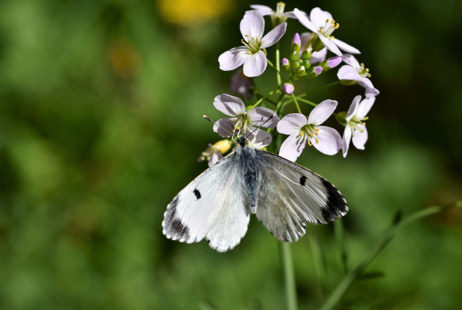 Nikon D7200 sample photo. Aurora butterfly, butterfly, insect photography