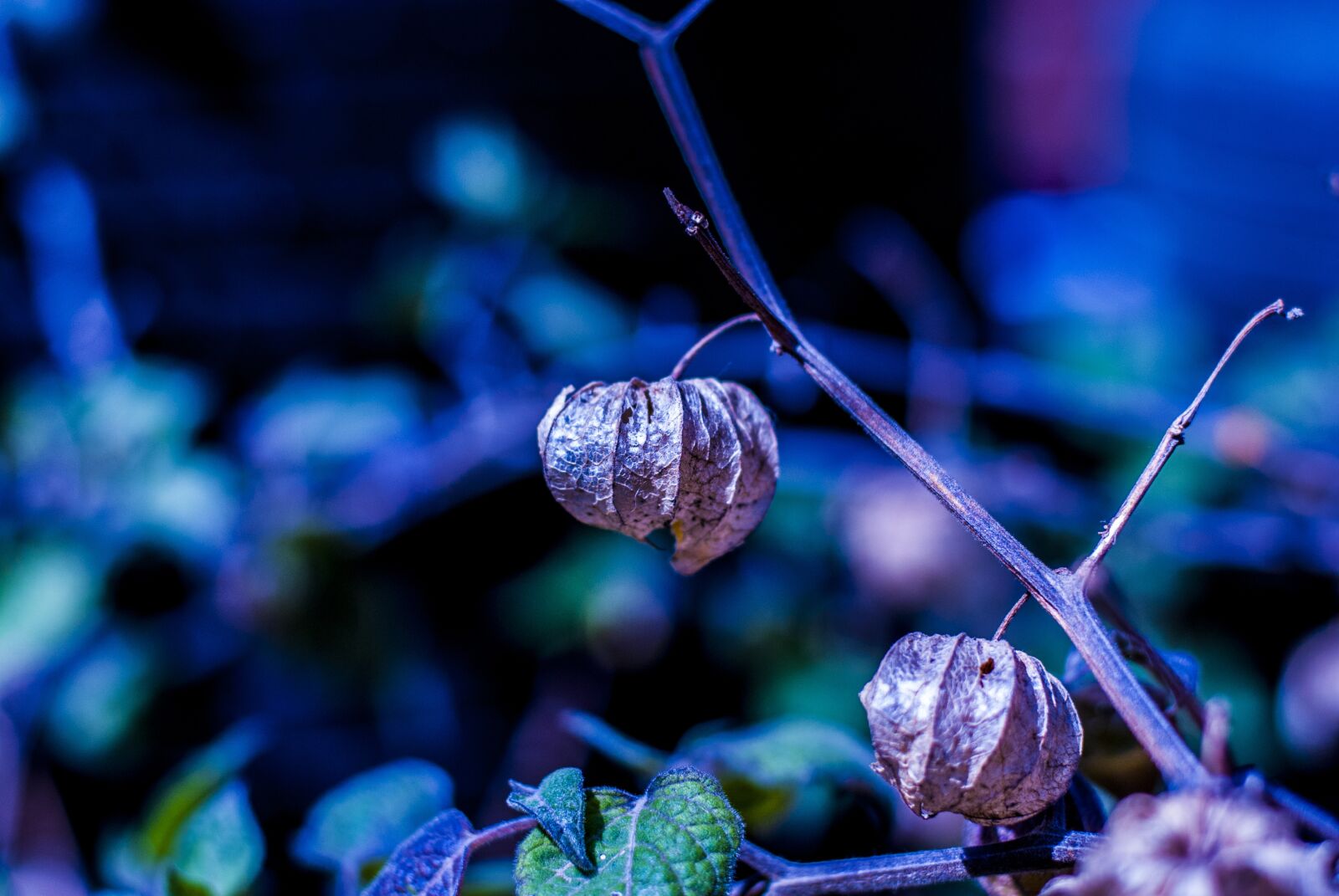 Nikon D60 sample photo. Uvilla dry, fruit, landscape photography