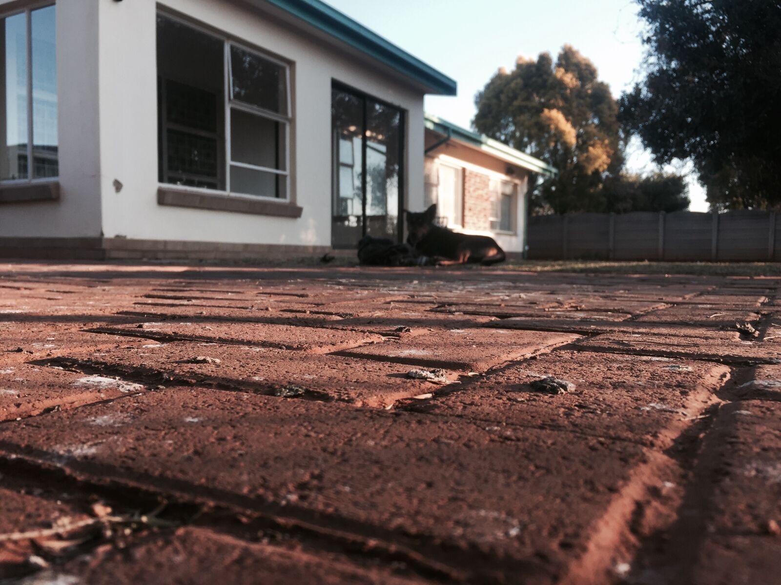 iPhone 6 back camera 4.15mm f/2.2 sample photo. Bird, blanket, brick, brick photography