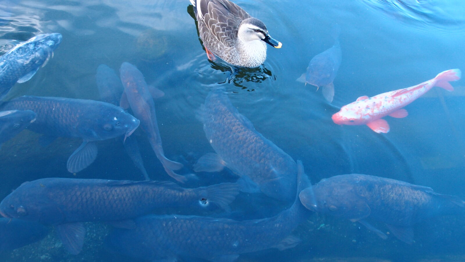 Olympus XZ-1 sample photo. Animal, animals, blue, duck photography