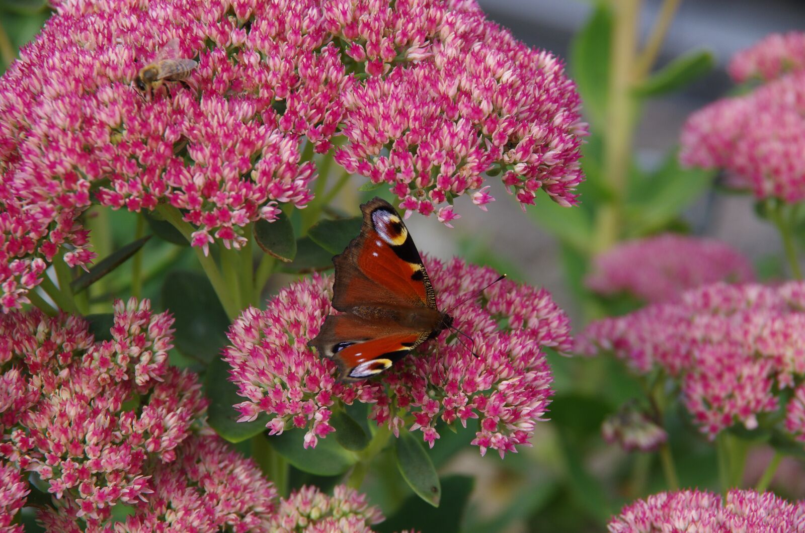 Pentax K-5 sample photo. Peacock, butterfly, flower photography