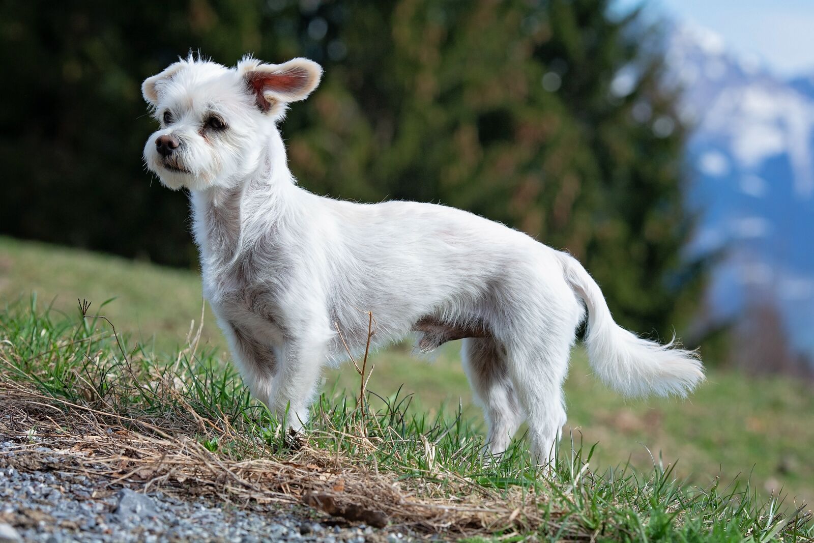 Nikon D7100 sample photo. Dog, white, male photography