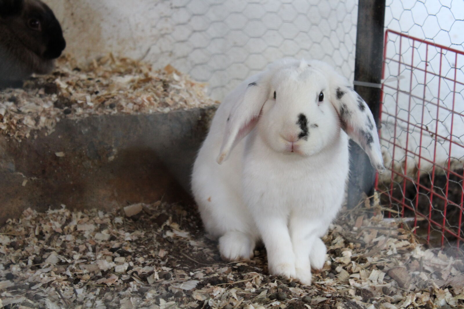 Canon EOS 1300D (EOS Rebel T6 / EOS Kiss X80) sample photo. Rabbit, bunny, animal photography