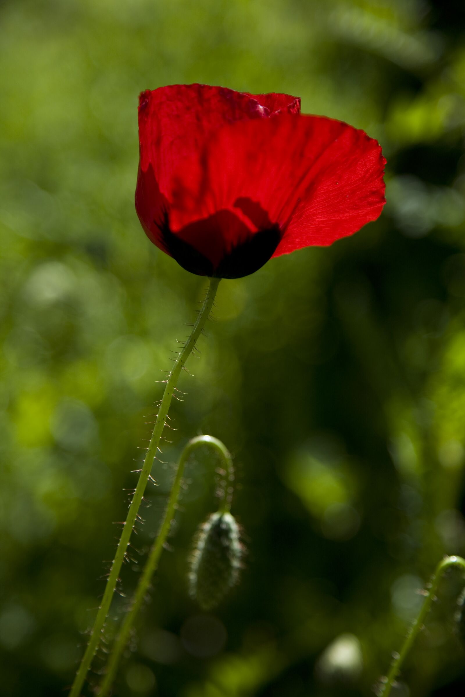 Canon EOS 5D sample photo. Papaver rhoeas, flower, nature photography