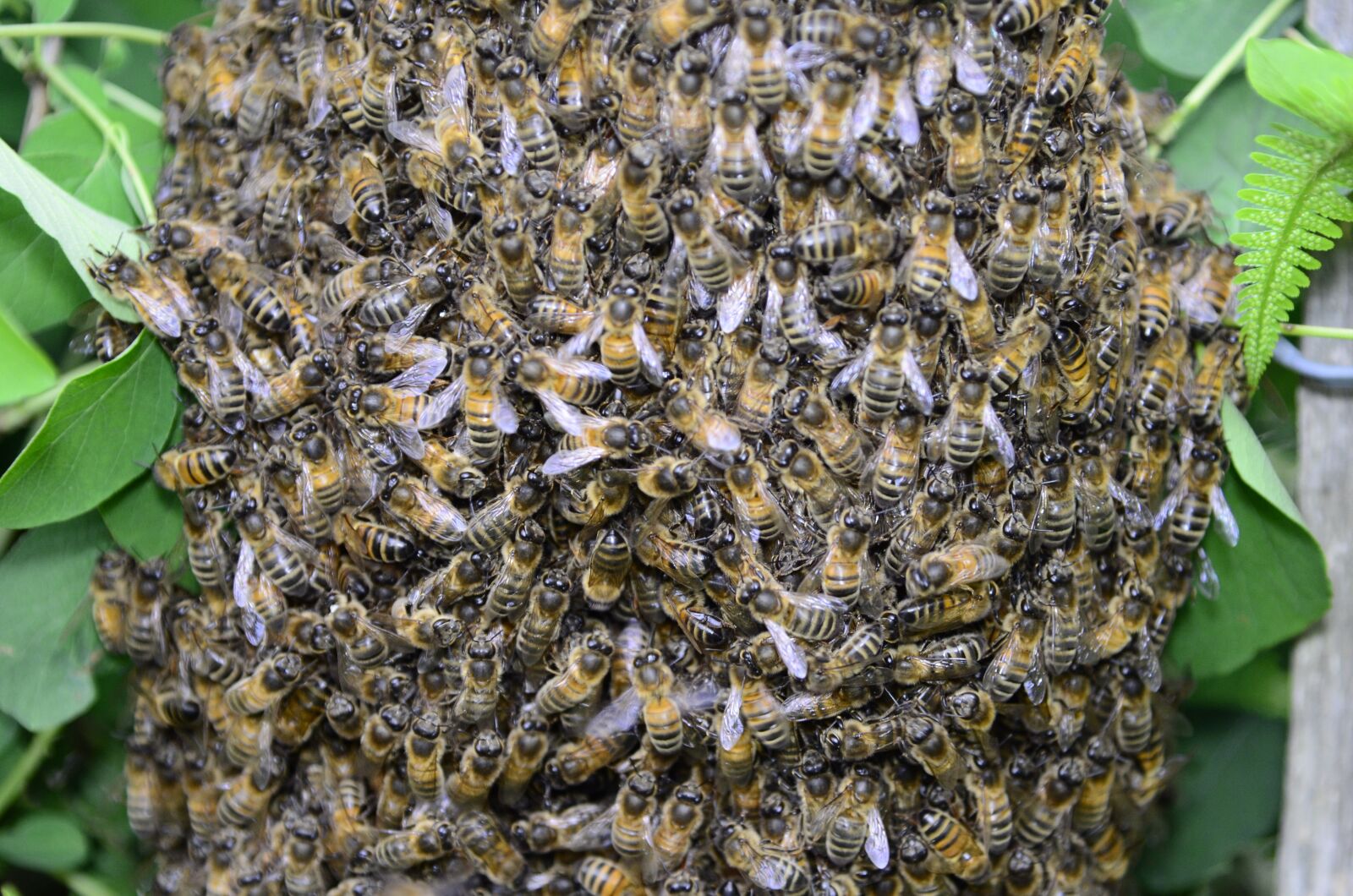 Nikon D7000 sample photo. Nature, bees, insect photography