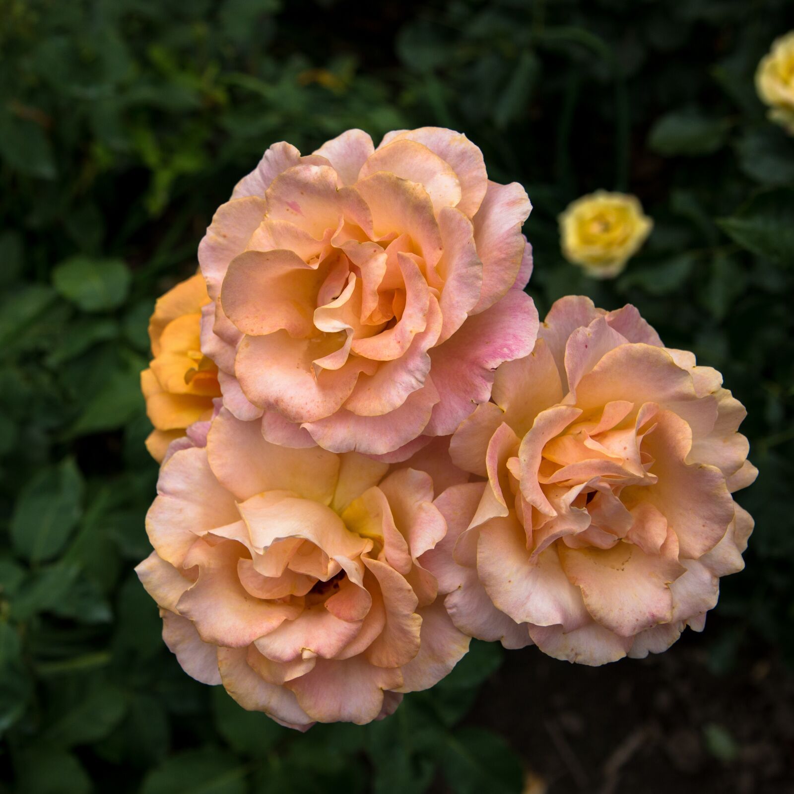 Canon EOS 70D sample photo. Flower, flora, rose photography