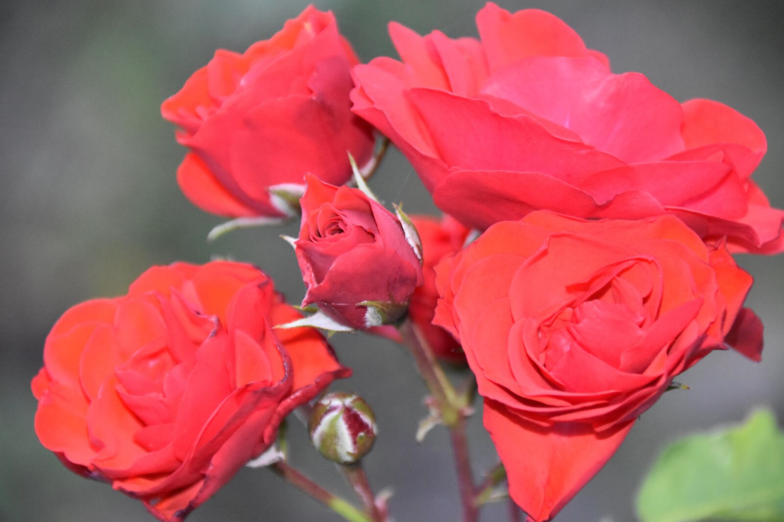 Nikon D5600 sample photo. Flowers, pink, red roses photography