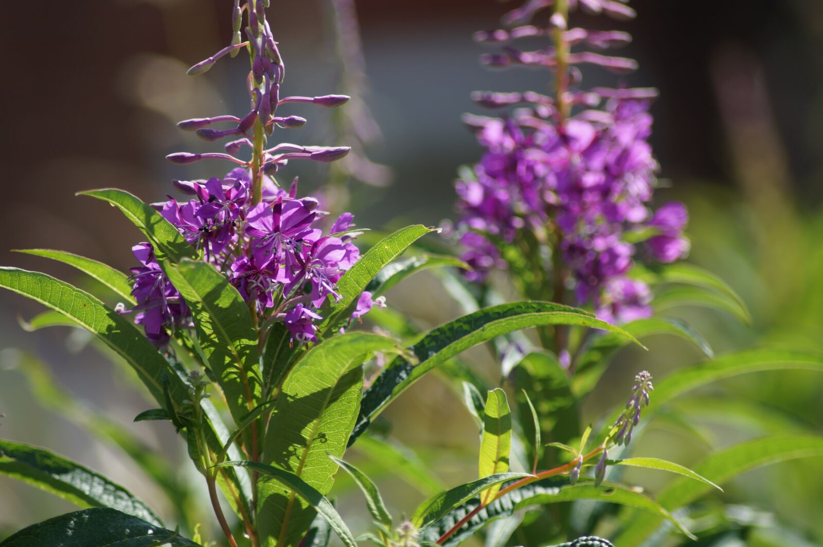 Sony SLT-A58 sample photo. Garden, macro, macro photography photography