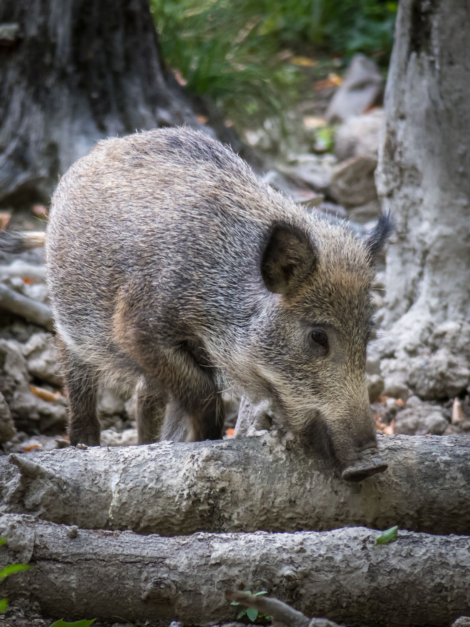 Canon PowerShot G3 X sample photo. Boar, pig, wild photography