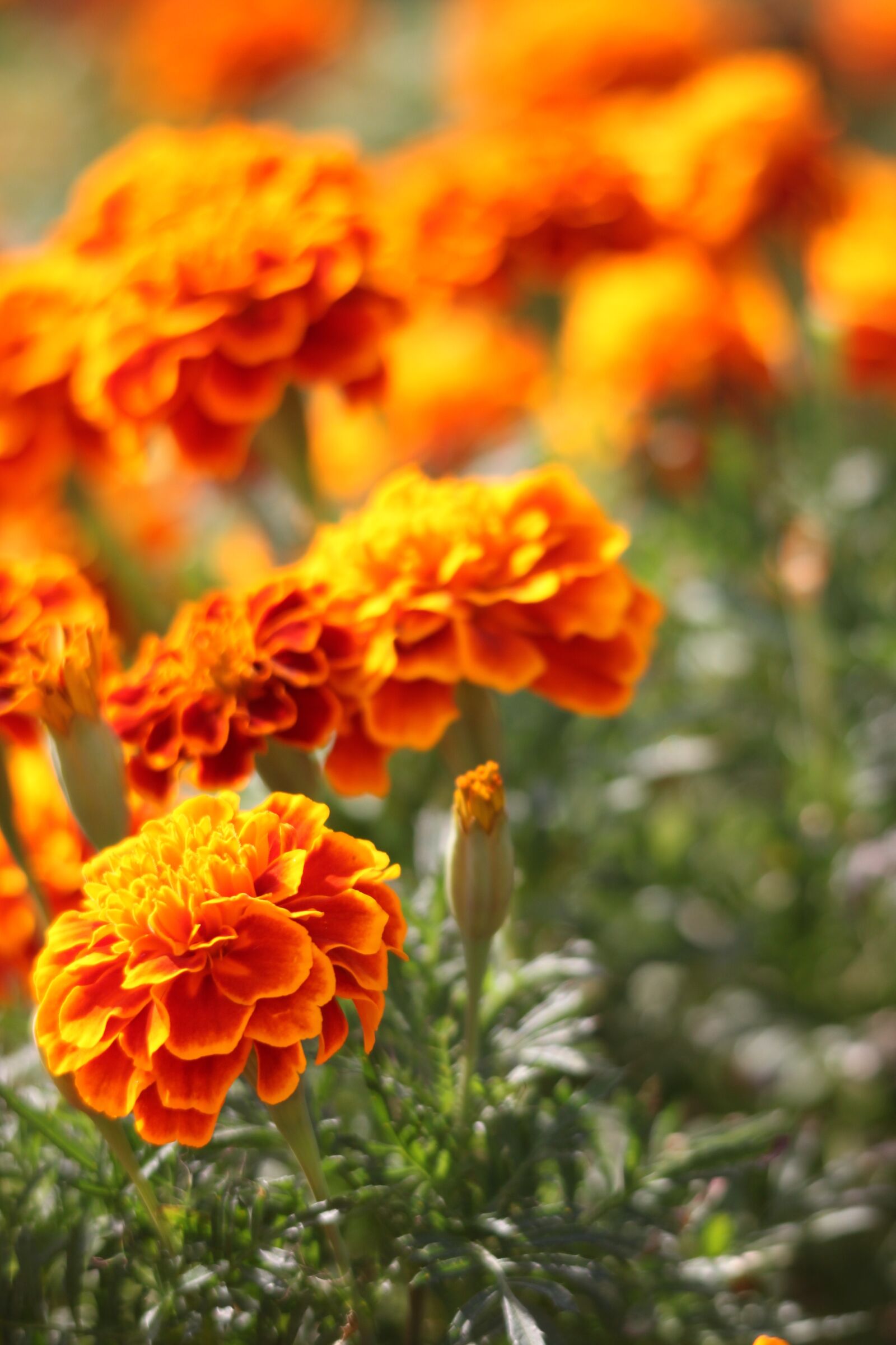 Canon EOS 500D (EOS Rebel T1i / EOS Kiss X3) sample photo. Marigold, orange, blossom photography