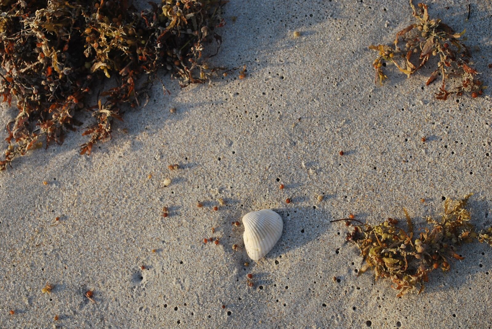 Nikon D60 sample photo. Shell, beach, sea photography