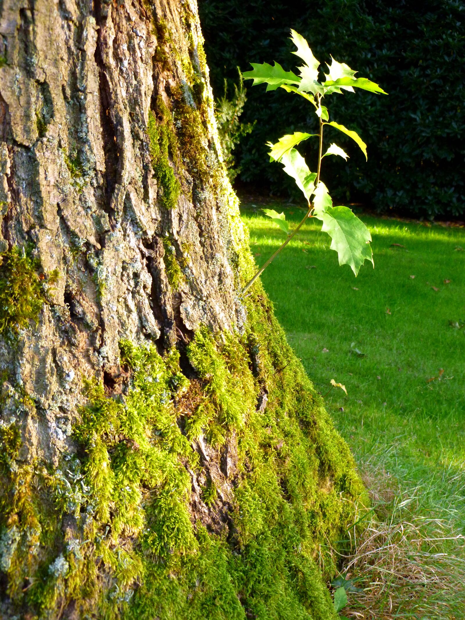 Panasonic DMC-FS37 sample photo. Tree, oak, park photography