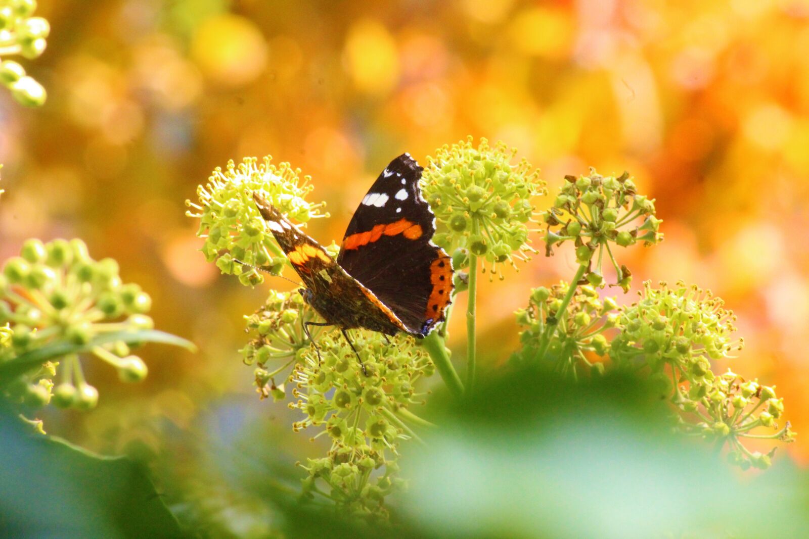 Canon EOS 1300D (EOS Rebel T6 / EOS Kiss X80) sample photo. Butterfly, wing, background photography