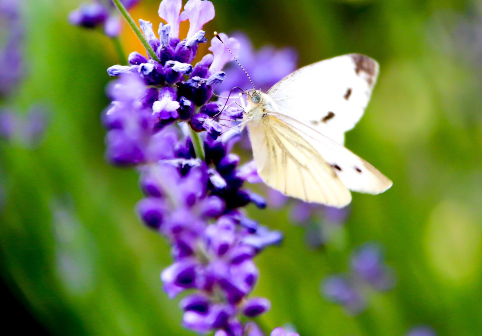 Canon EF-S 18-200mm F3.5-5.6 IS sample photo. Butterfly, white, macro photography