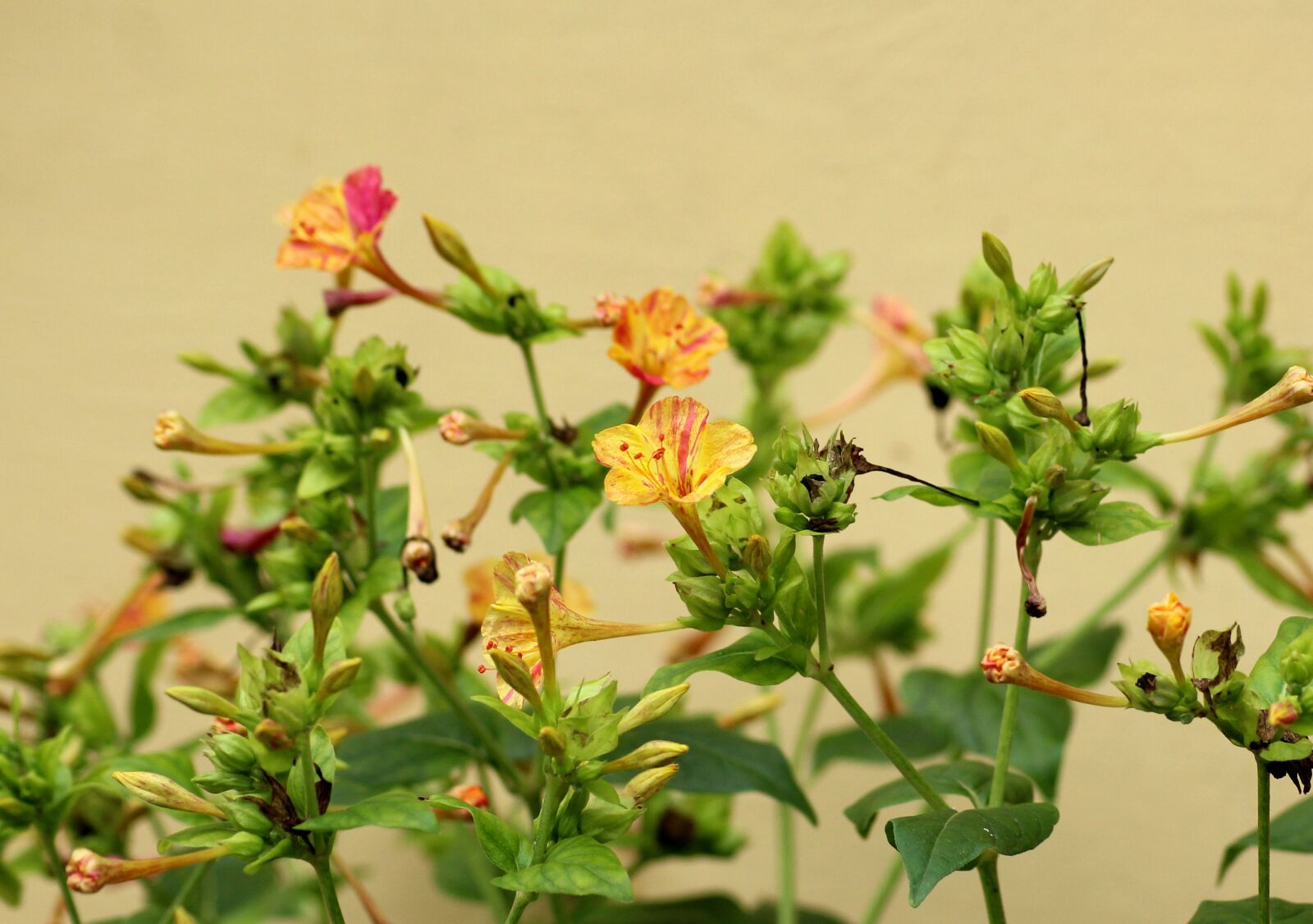 Canon EOS 1200D (EOS Rebel T5 / EOS Kiss X70 / EOS Hi) sample photo. Krzewuszka, bush, yellow flowers photography
