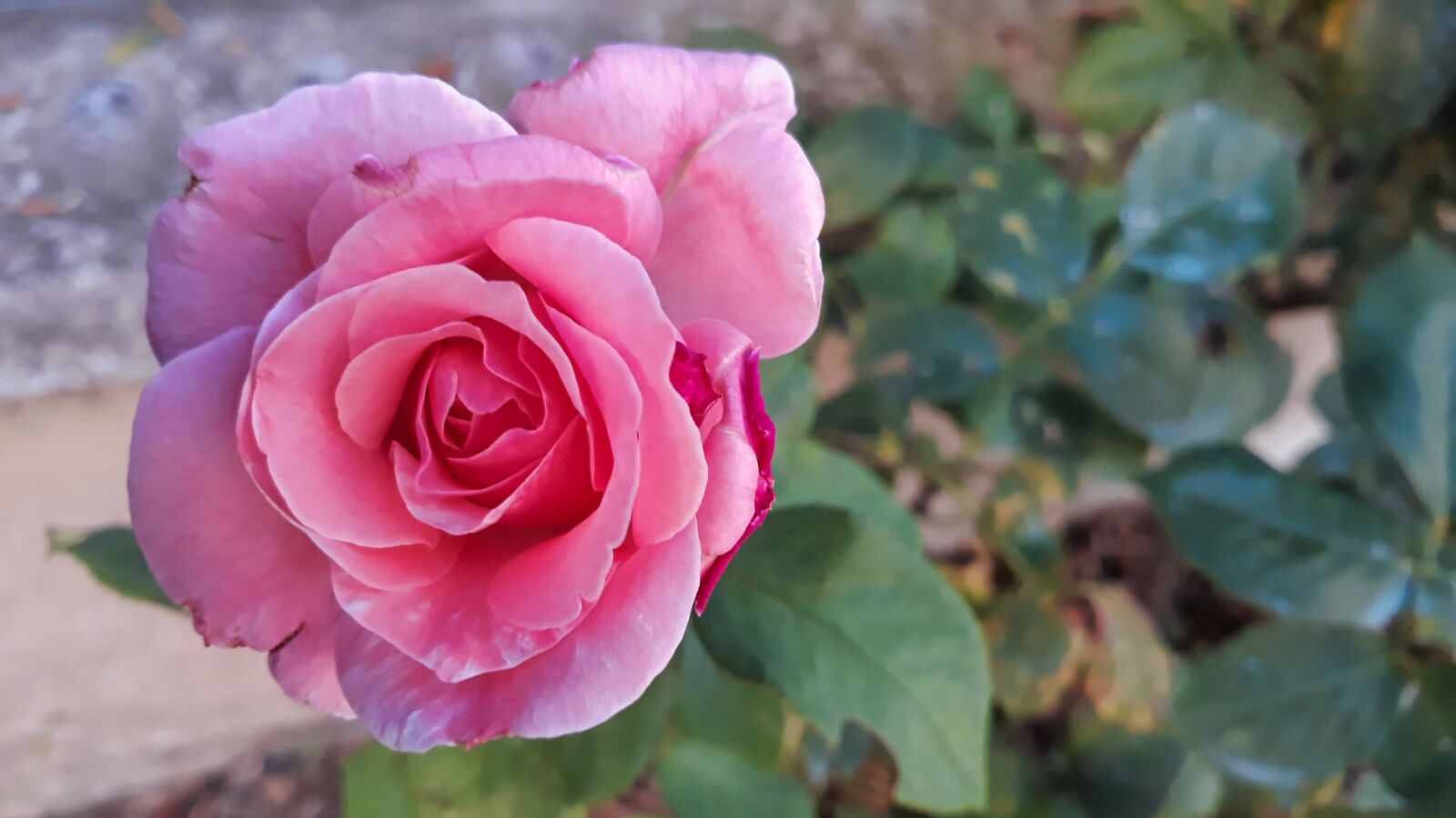 Samsung Galaxy J7 sample photo. Rosa, flower, nature photography