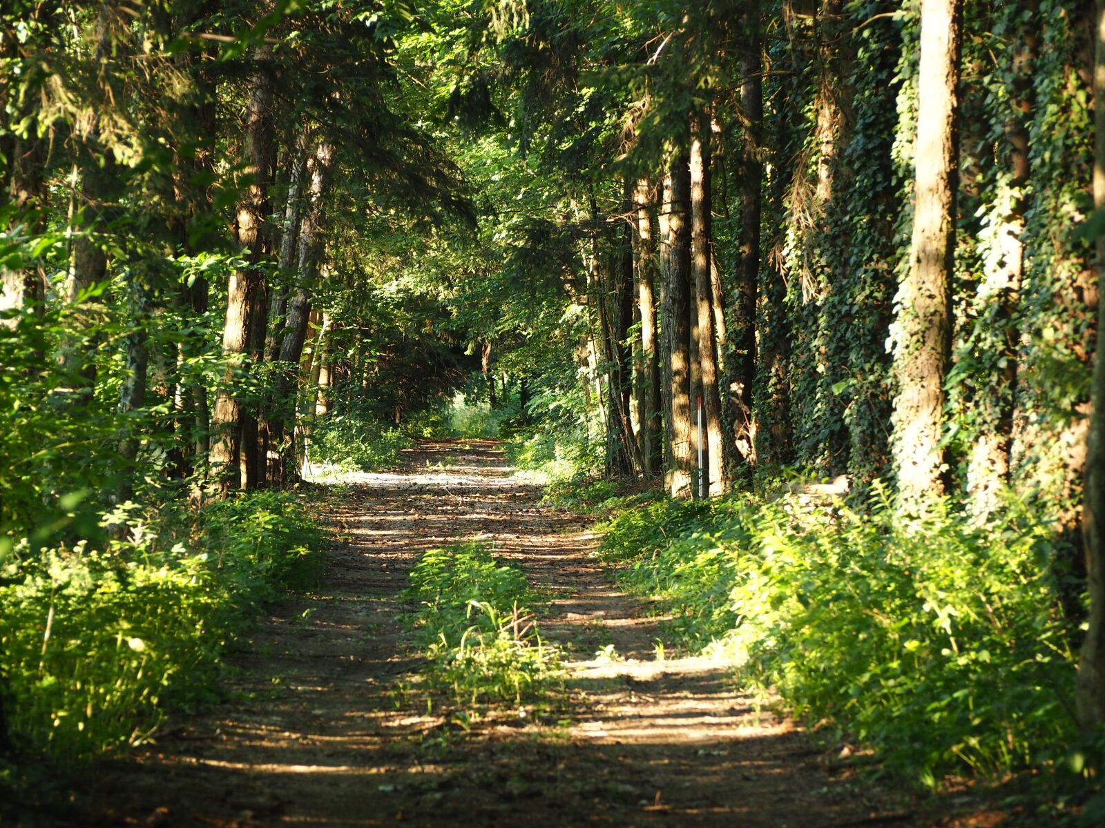 Olympus OM-D E-M10 sample photo. Away, forest, trees photography